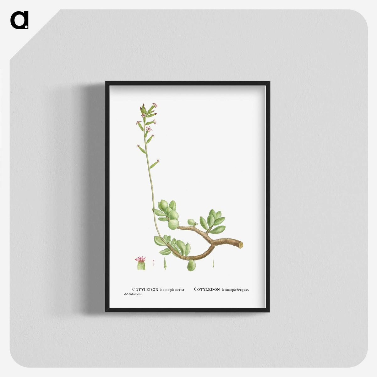 2-46_Histoire-des-Plantes-Grasses_blk-crop