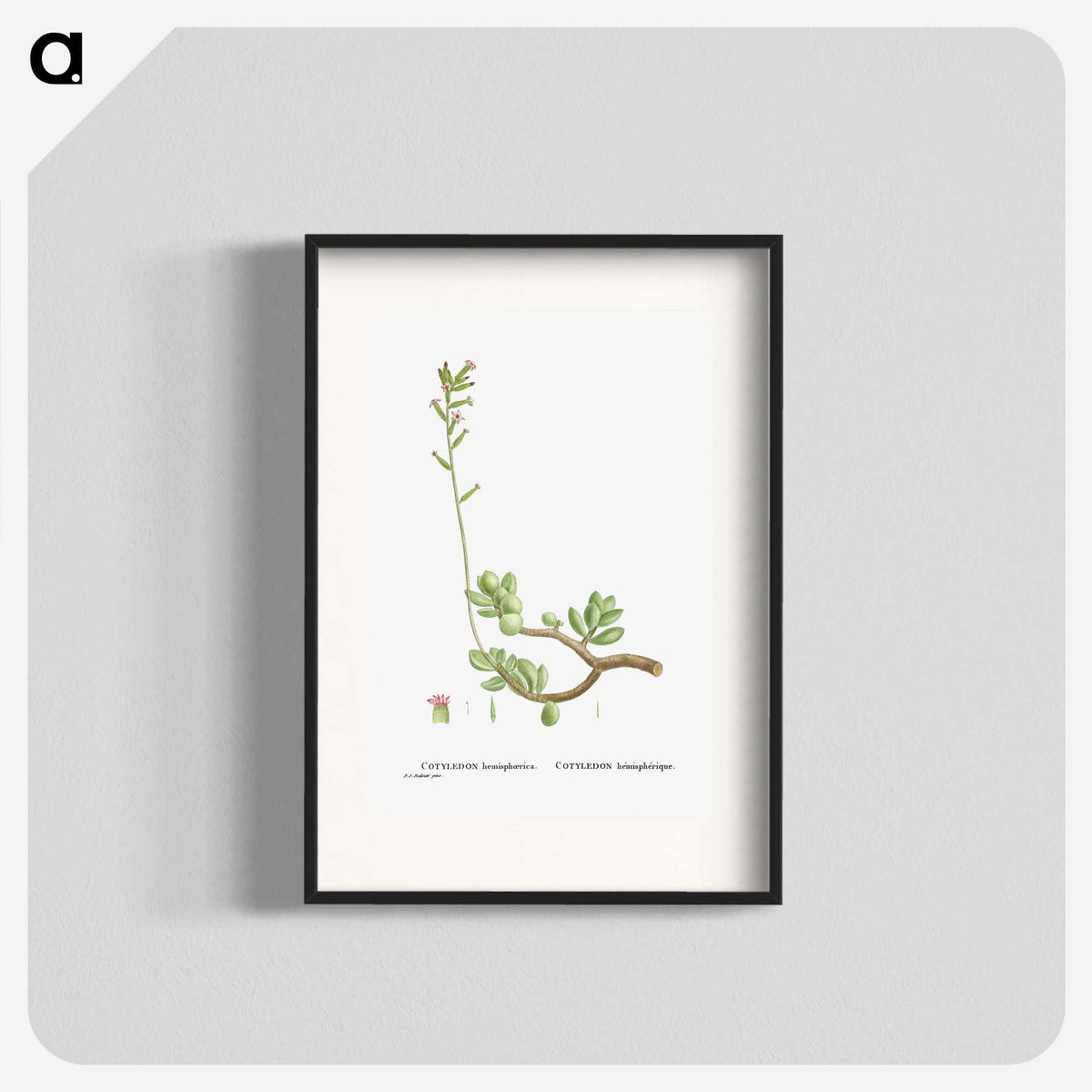 2-46_Histoire-des-Plantes-Grasses_blk