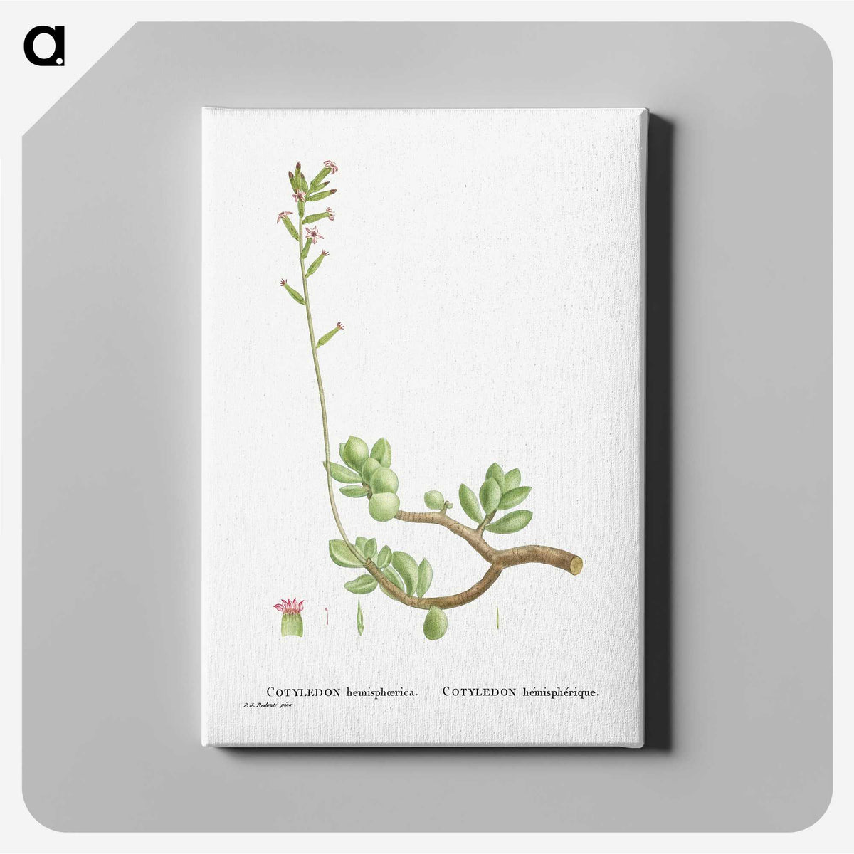 2-46_Histoire-des-Plantes-Grasses_canvas