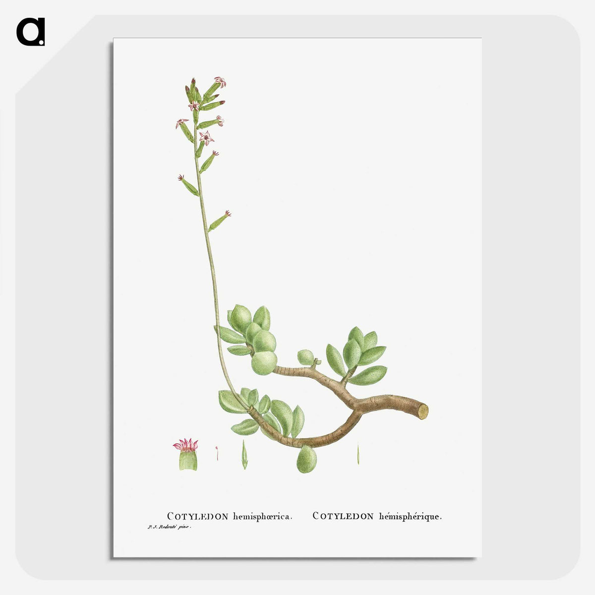 2-46_Histoire-des-Plantes-Grasses_picture-crop