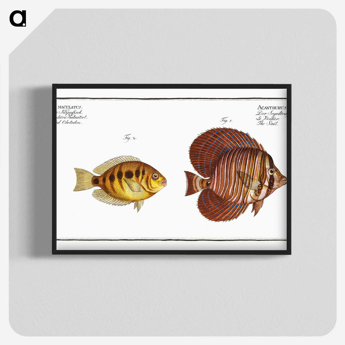 2-46_Ichtyologie-ou-Histoire-naturelle_blk-crop