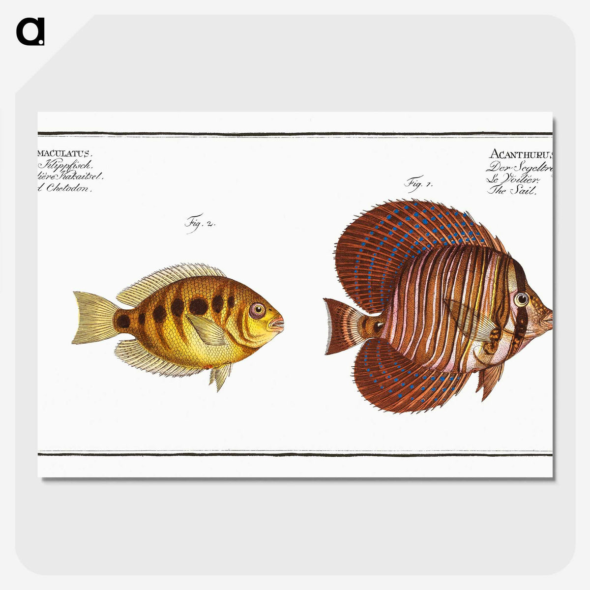 2-46_Ichtyologie-ou-Histoire-naturelle_picture-crop