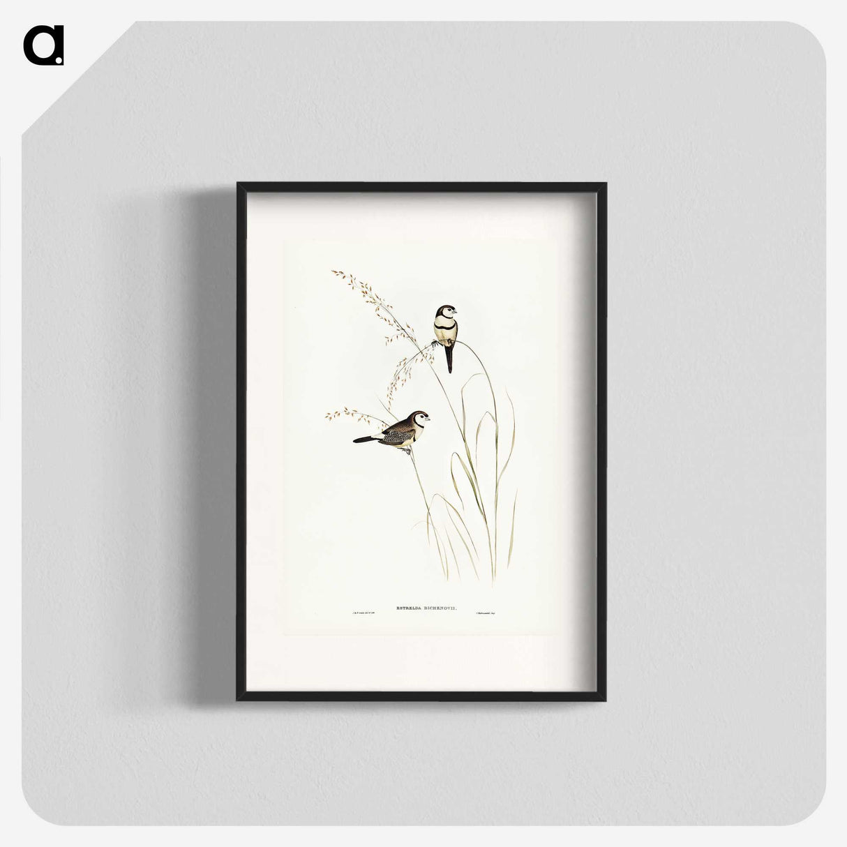 2-46_John-Gould_blk