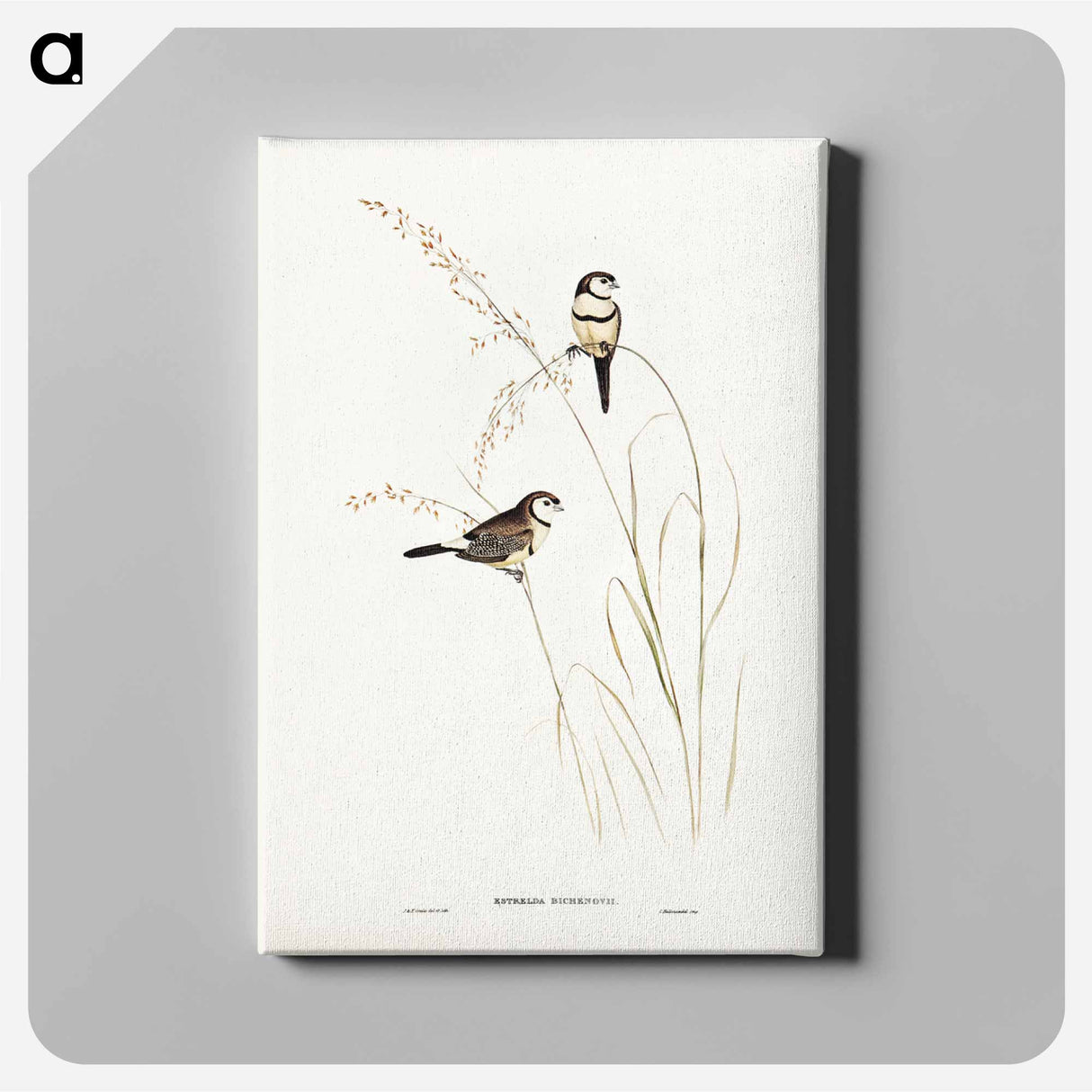 アートパネル-Bicheno's Finch
- ジョン グールド Canvas.