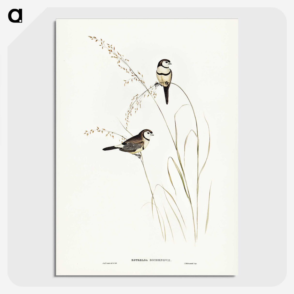2-46_John-Gould_picture-crop