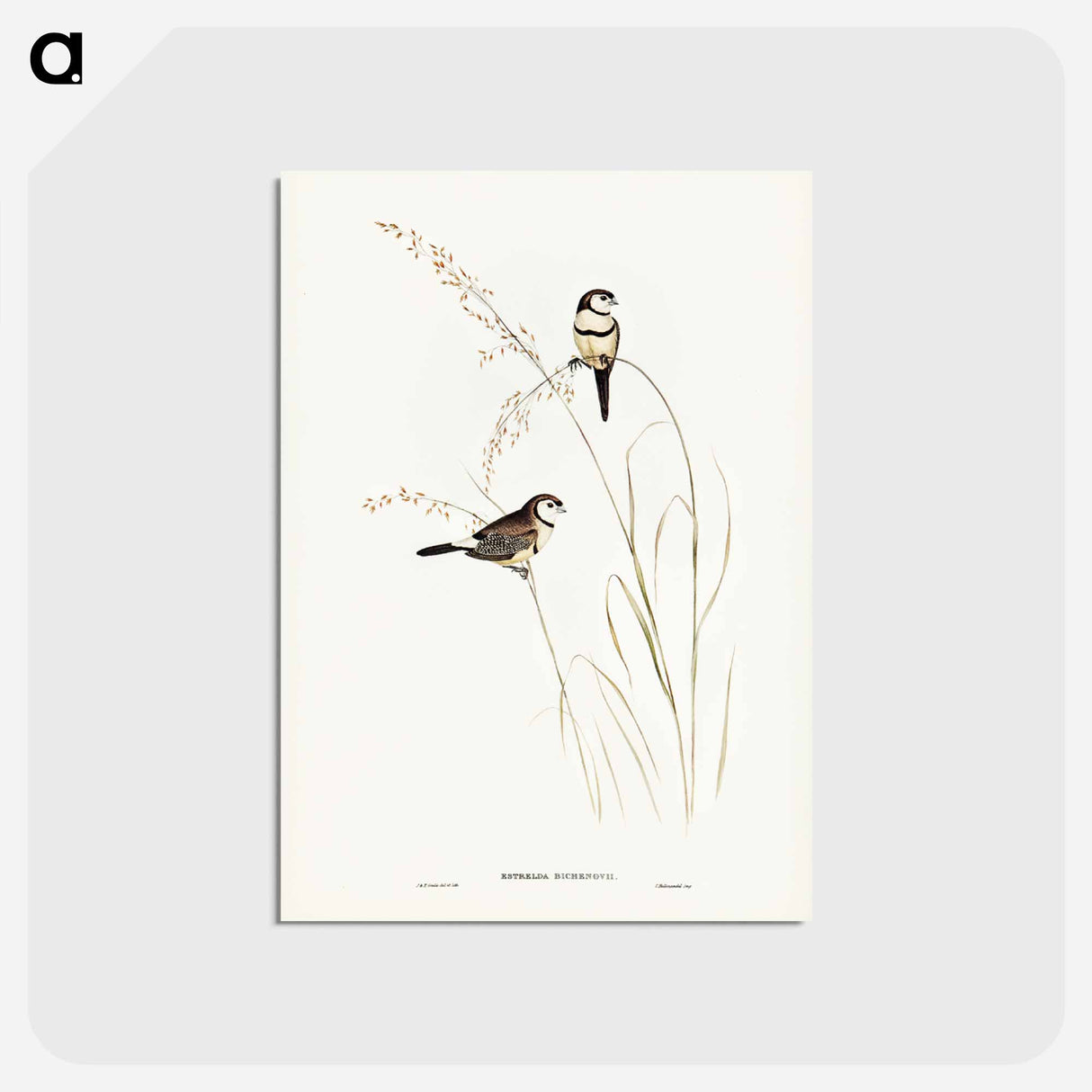 アートポストカード-Bicheno's Finch
- ジョン グールド Postcard.