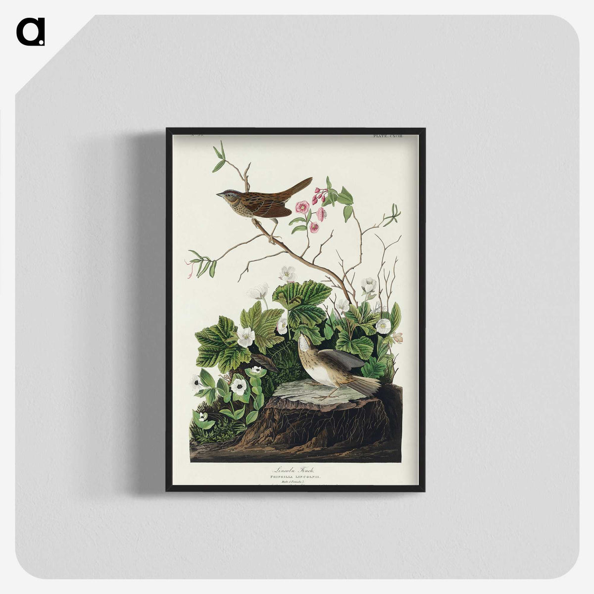 2-46_John-James-Audubon_blk-crop