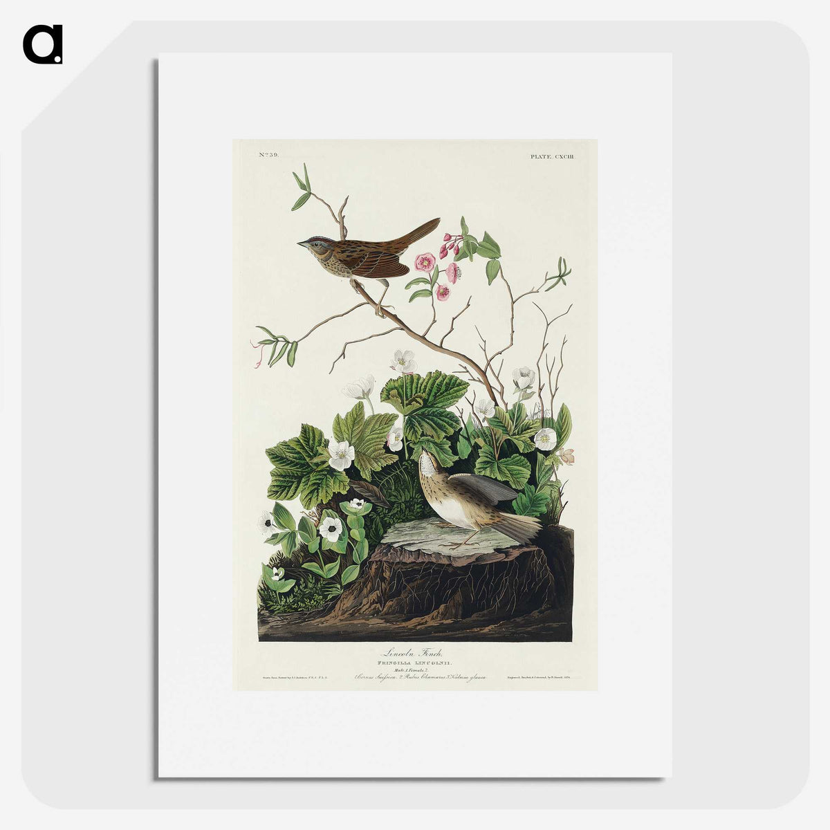 2-46_John-James-Audubon_picture