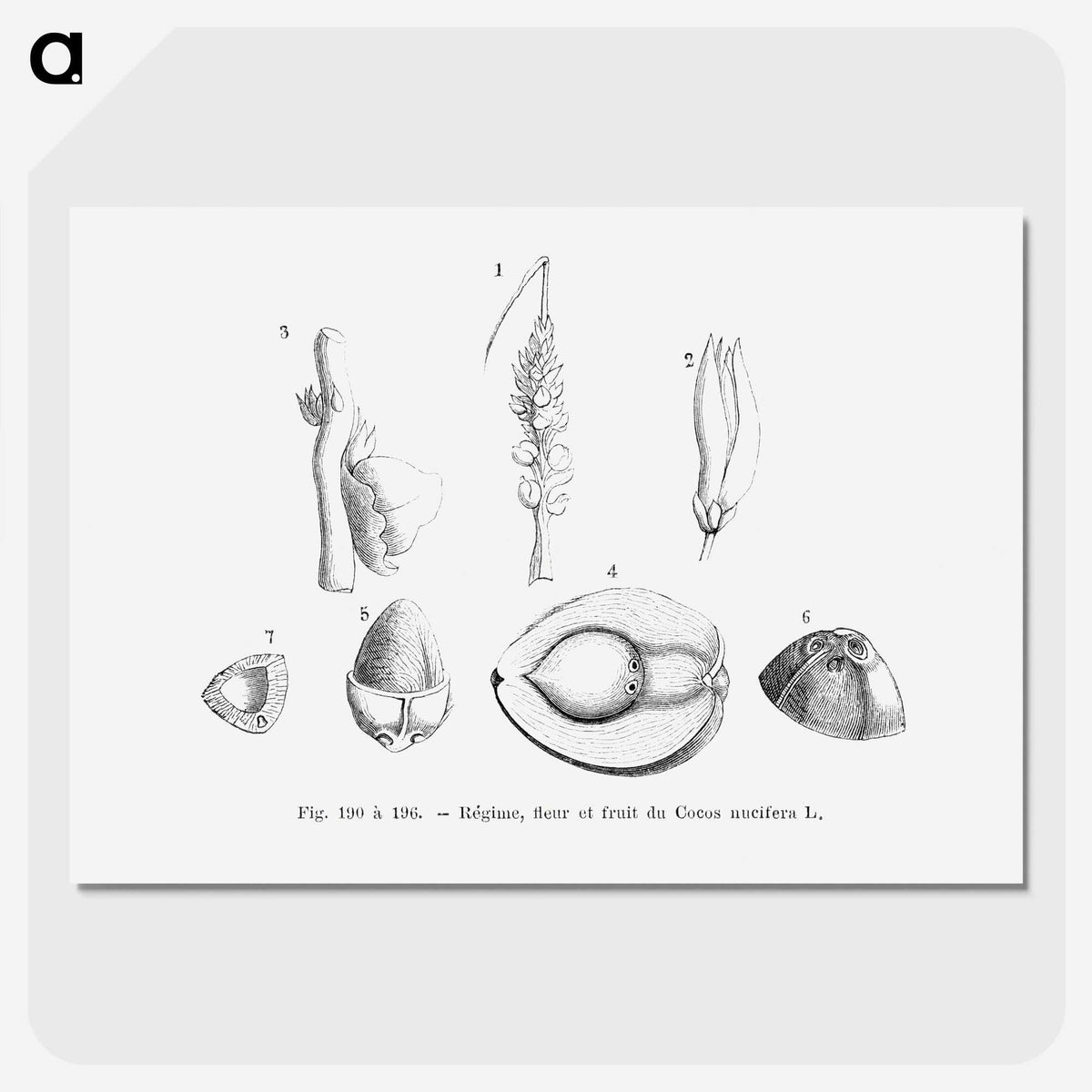2-46_Les-Palmiers-Histoire-Iconographique_picture-crop