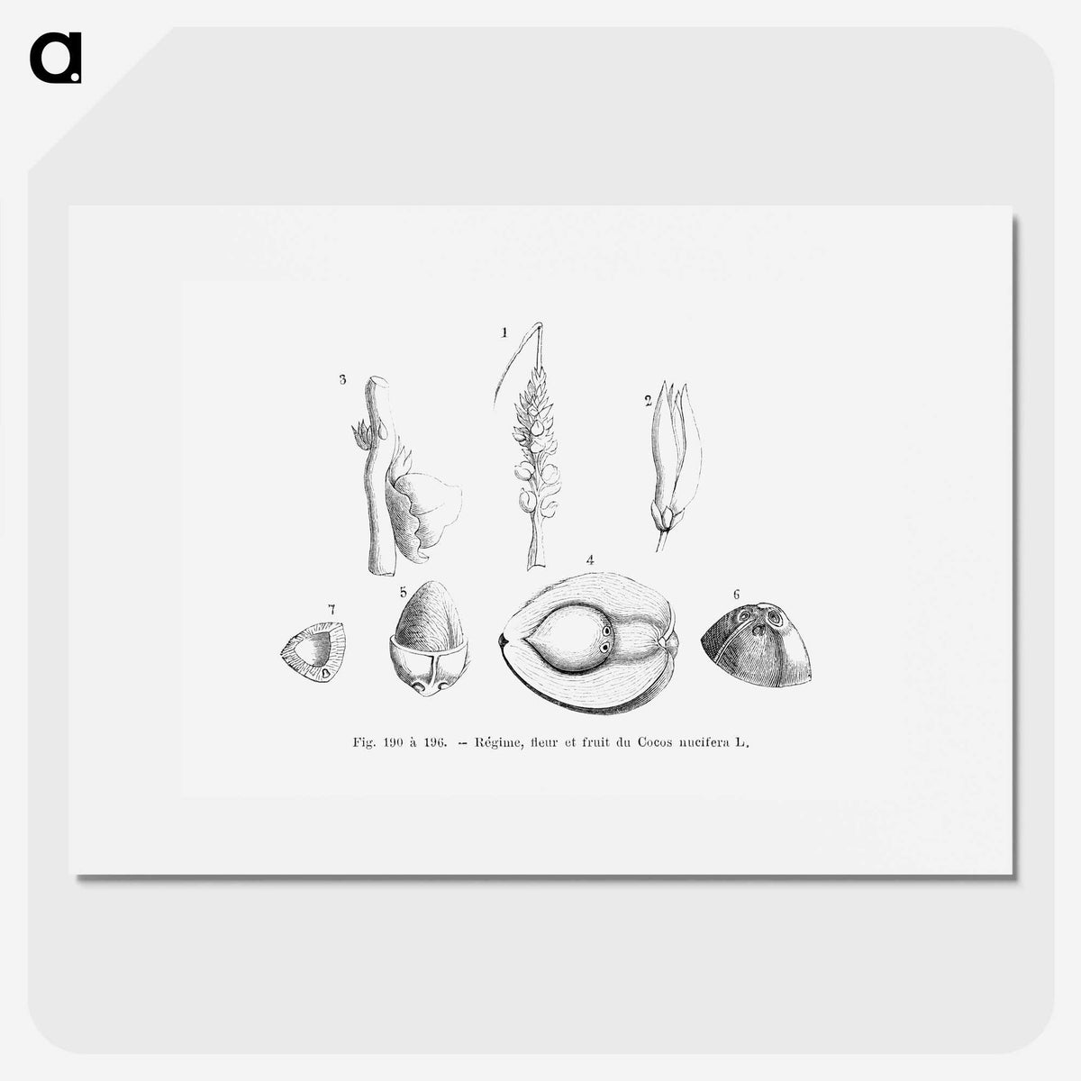 2-46_Les-Palmiers-Histoire-Iconographique_picture