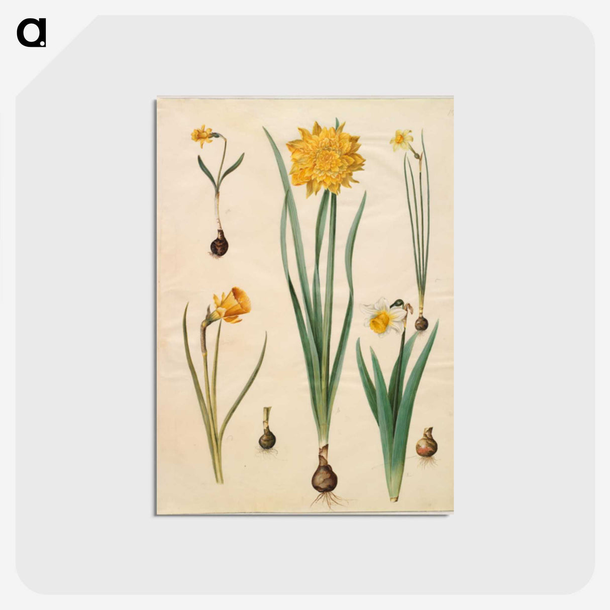 2-46_Maria-Sibylla-Merian_postcard