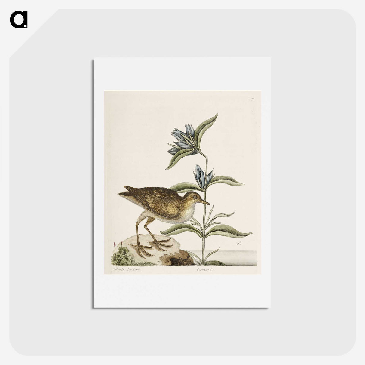 2-46_Mark-Catesby_hagaki