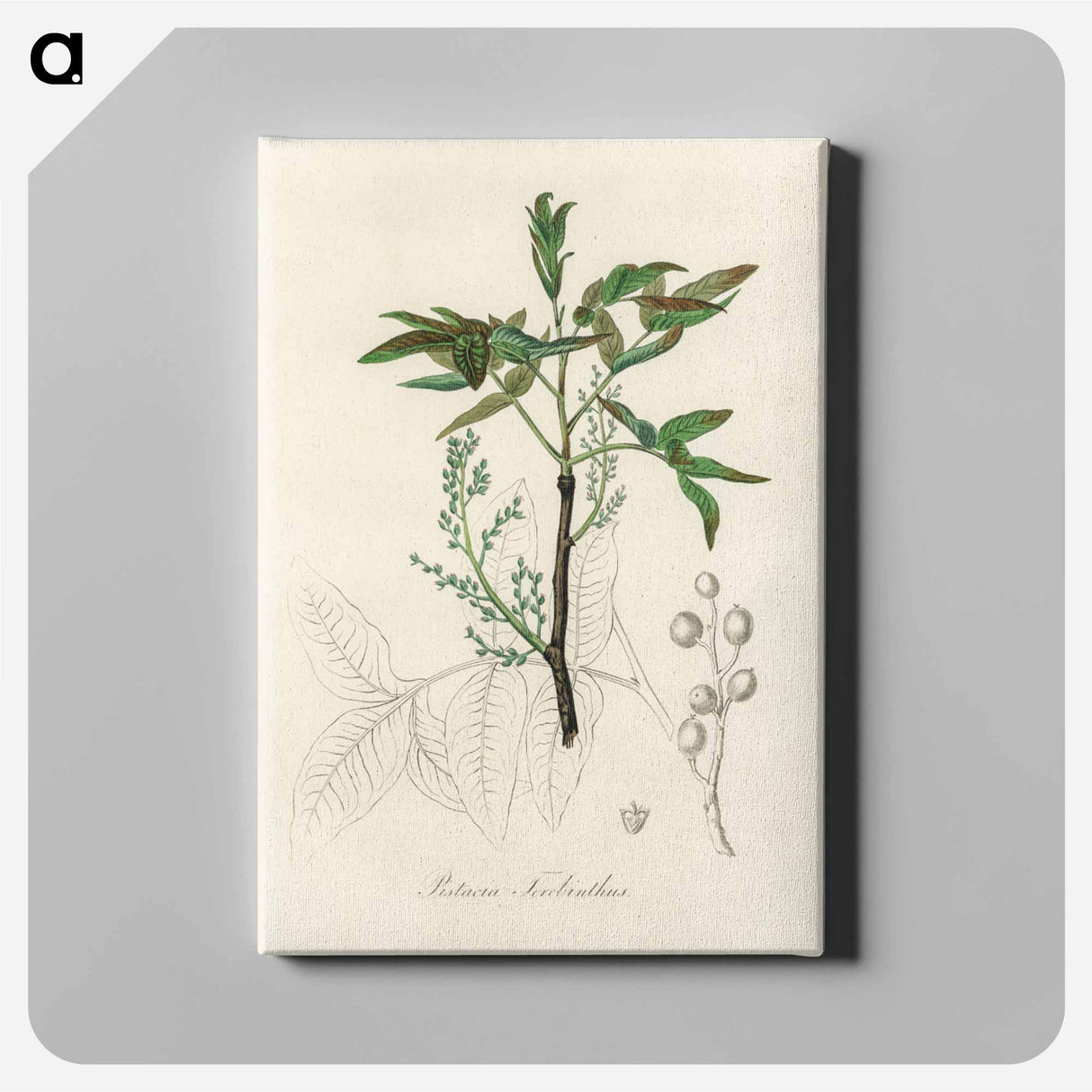 アートパネル-Terebinth Illustration
- 薬用植物学 Canvas.