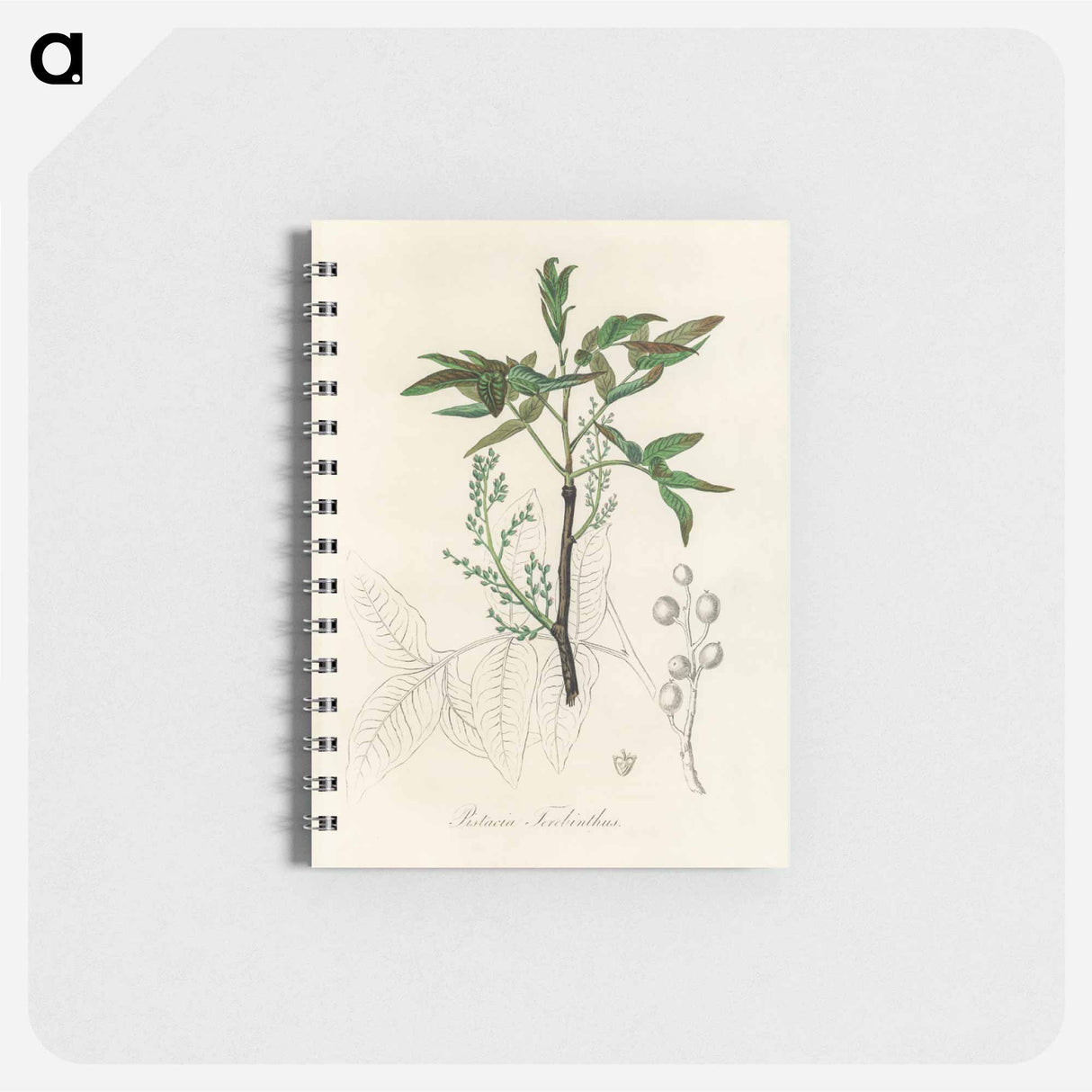 アートメモ帳-Terebinth Illustration
- 薬用植物学 Memo.