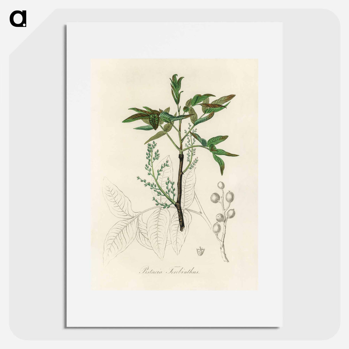 アートポスター-Terebinth Illustration
- 薬用植物学 Poster.
