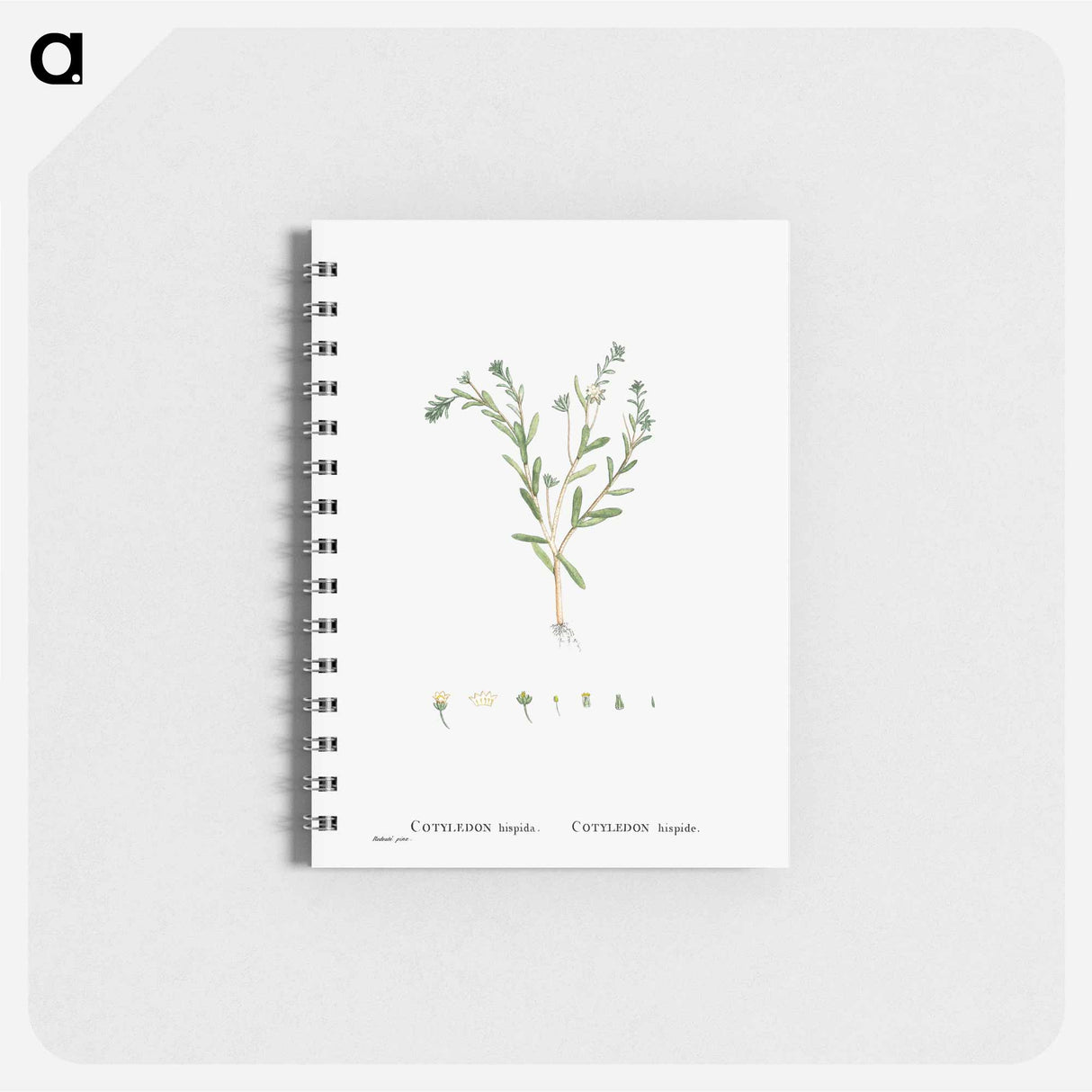 Cotyledon Hispida (Sedum) - ピエール ジョゼフ ルドゥーテ Memo.