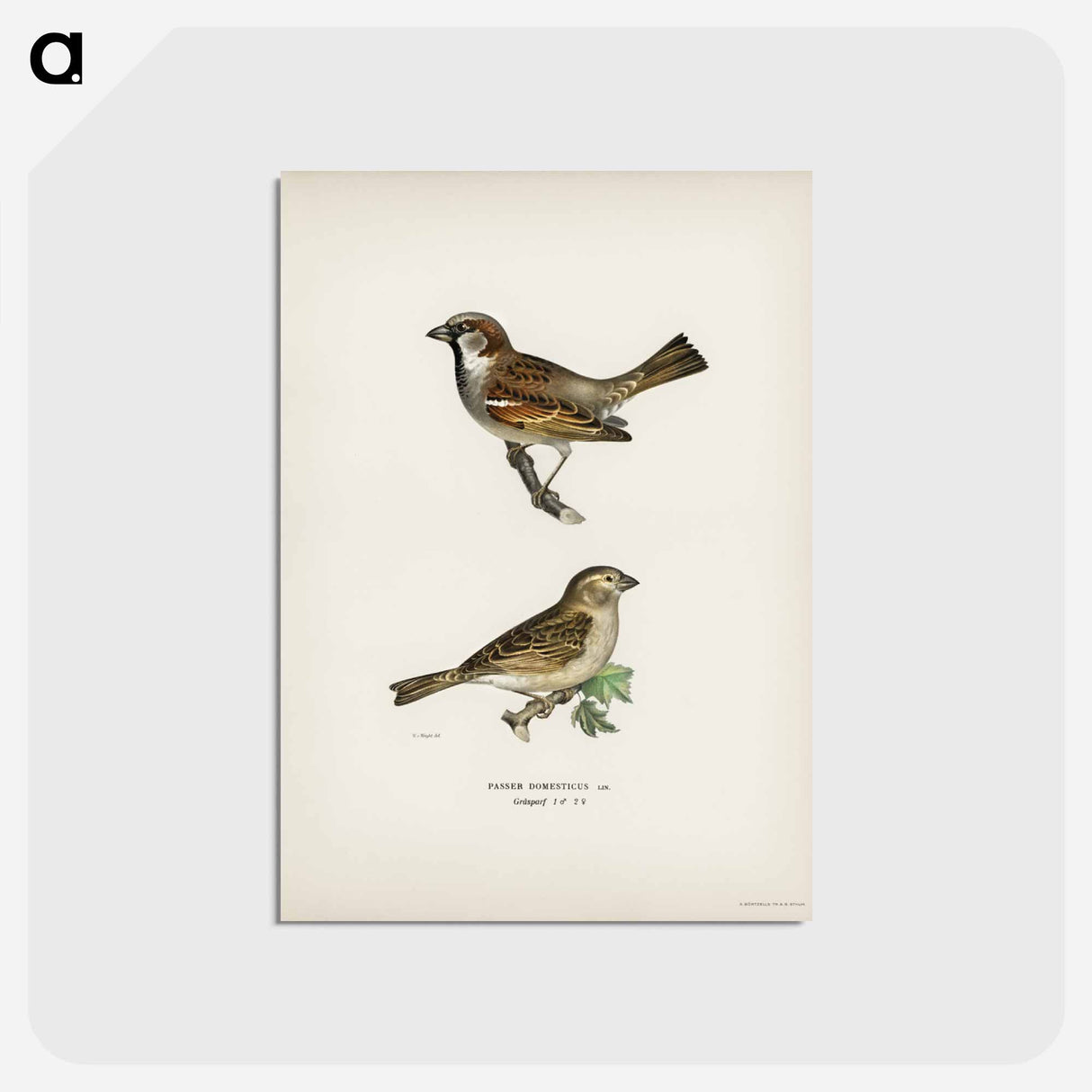 アートポストカード-Common Chiffchaff and House Sparrow
- スヴェンスカ フォグラル Postcard.