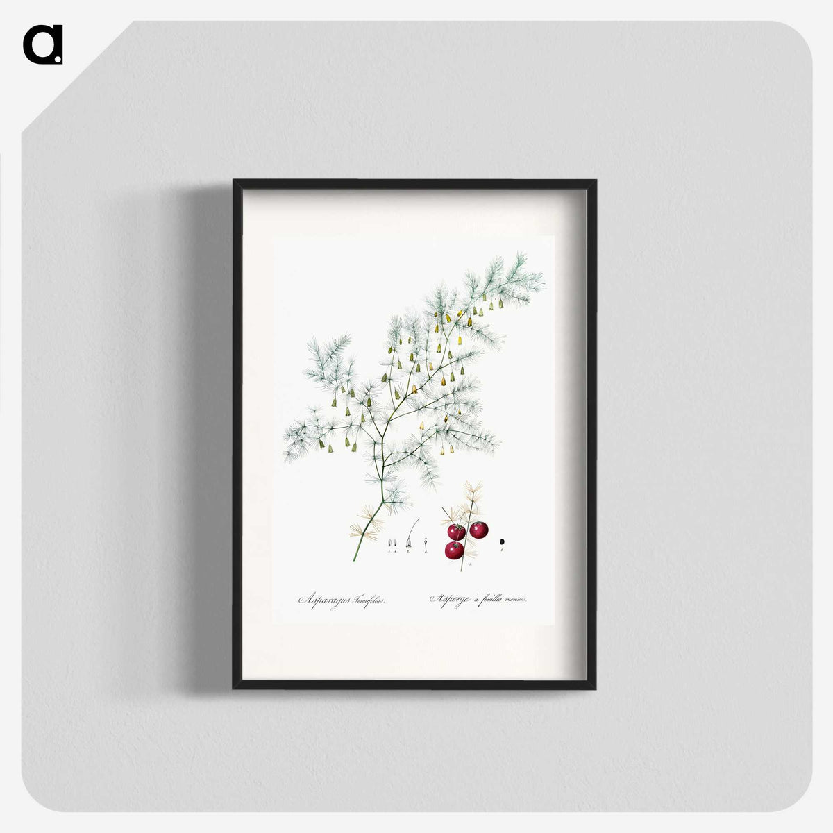 2-46_The-Lilies_blk