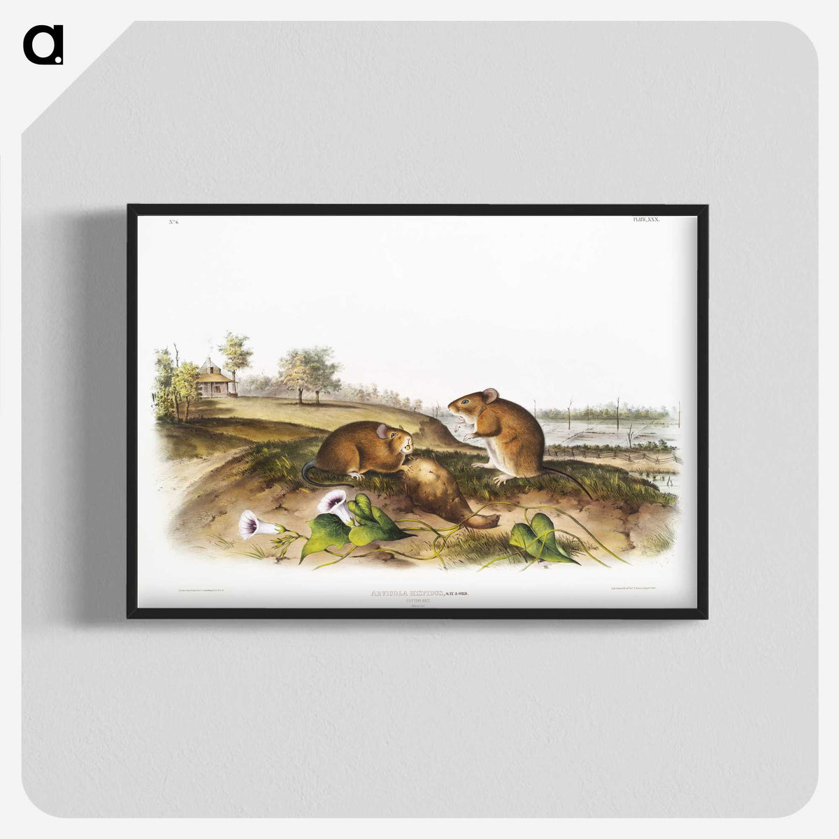 2-46_The-Viviparous-Quadrupeds_blk-crop