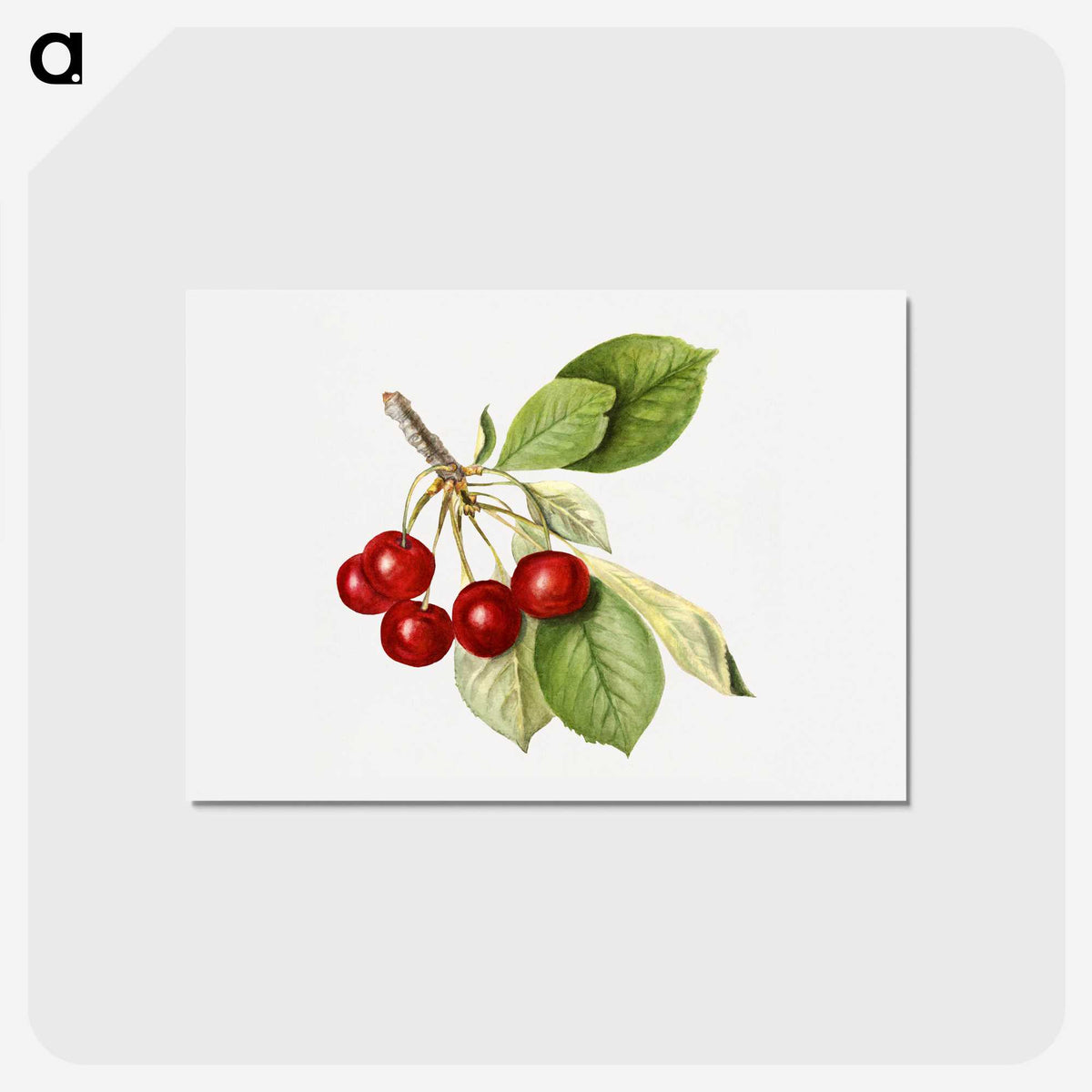 2-46_USDA-Watercolor-Fruit-Painting-Collection_hagaki