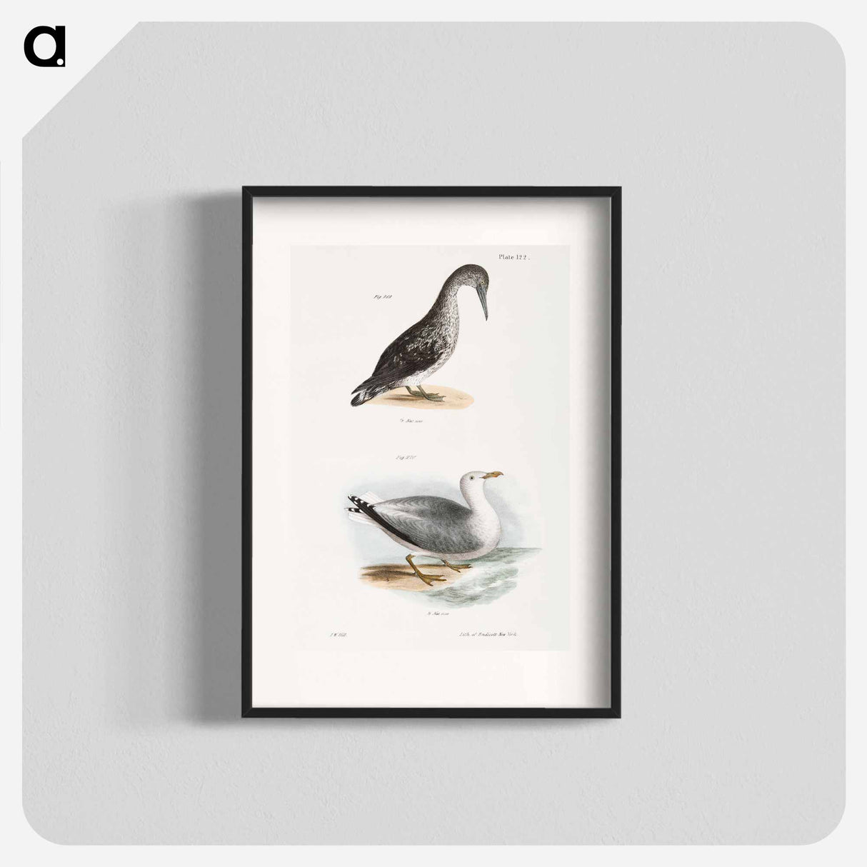 アートポスター-American Gannet, young (Sula americana) Winter Gull (Larus argentatus) illustration from Zoology of New York by - ニューヨークの動物学 Poster.