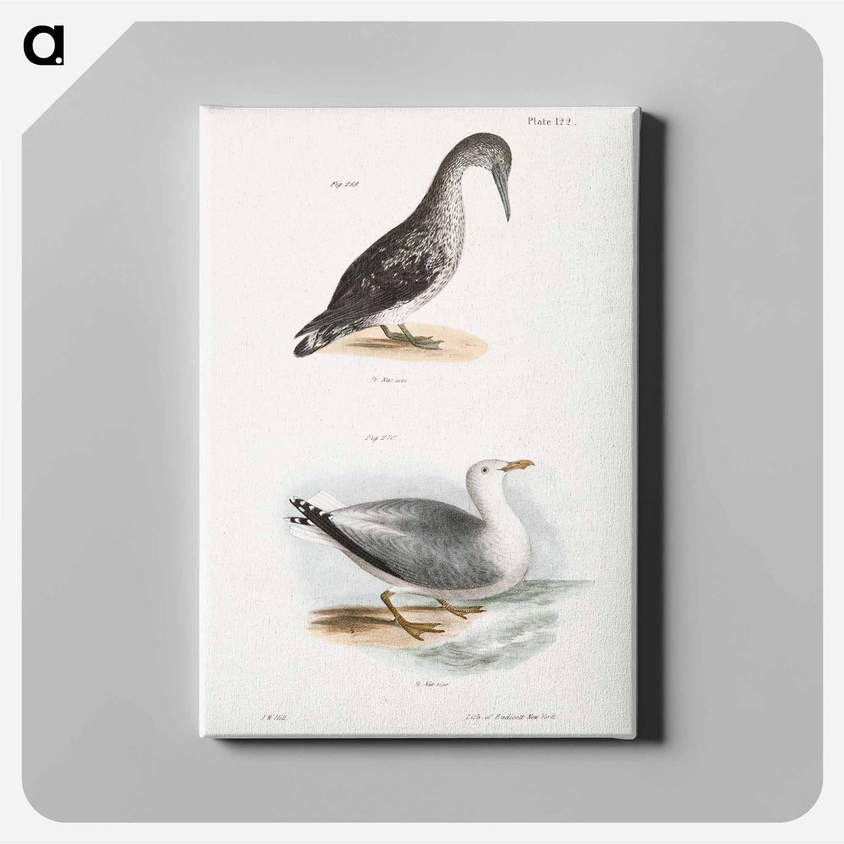 アートパネル-American Gannet, young (Sula americana) Winter Gull (Larus argentatus) illustration from Zoology of New York by - ニューヨークの動物学 Canvas.