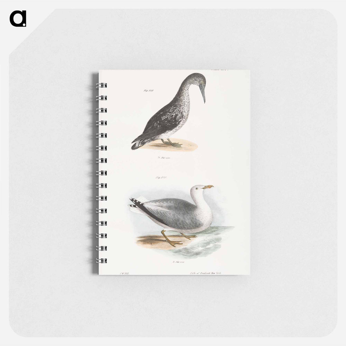 American Gannet, young (Sula americana) Winter Gull (Larus argentatus) illustration from Zoology of New York by - ニューヨークの動物学 Memo.