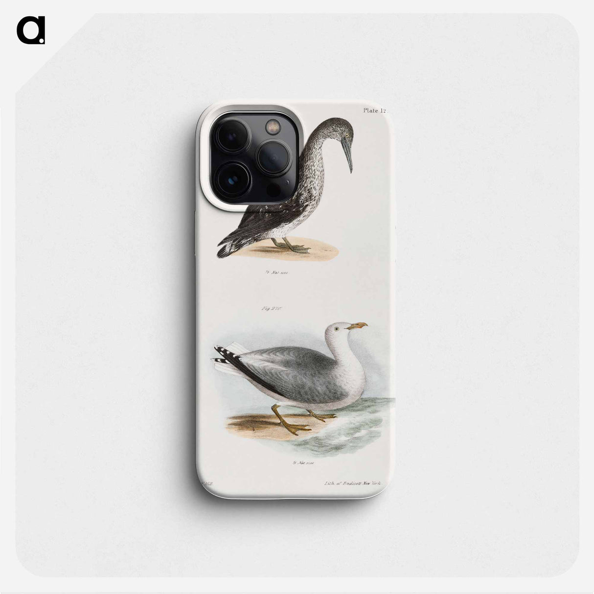 American Gannet, young (Sula americana) Winter Gull (Larus argentatus) illustration from Zoology of New York by - ニューヨークの動物学 Phone Case.