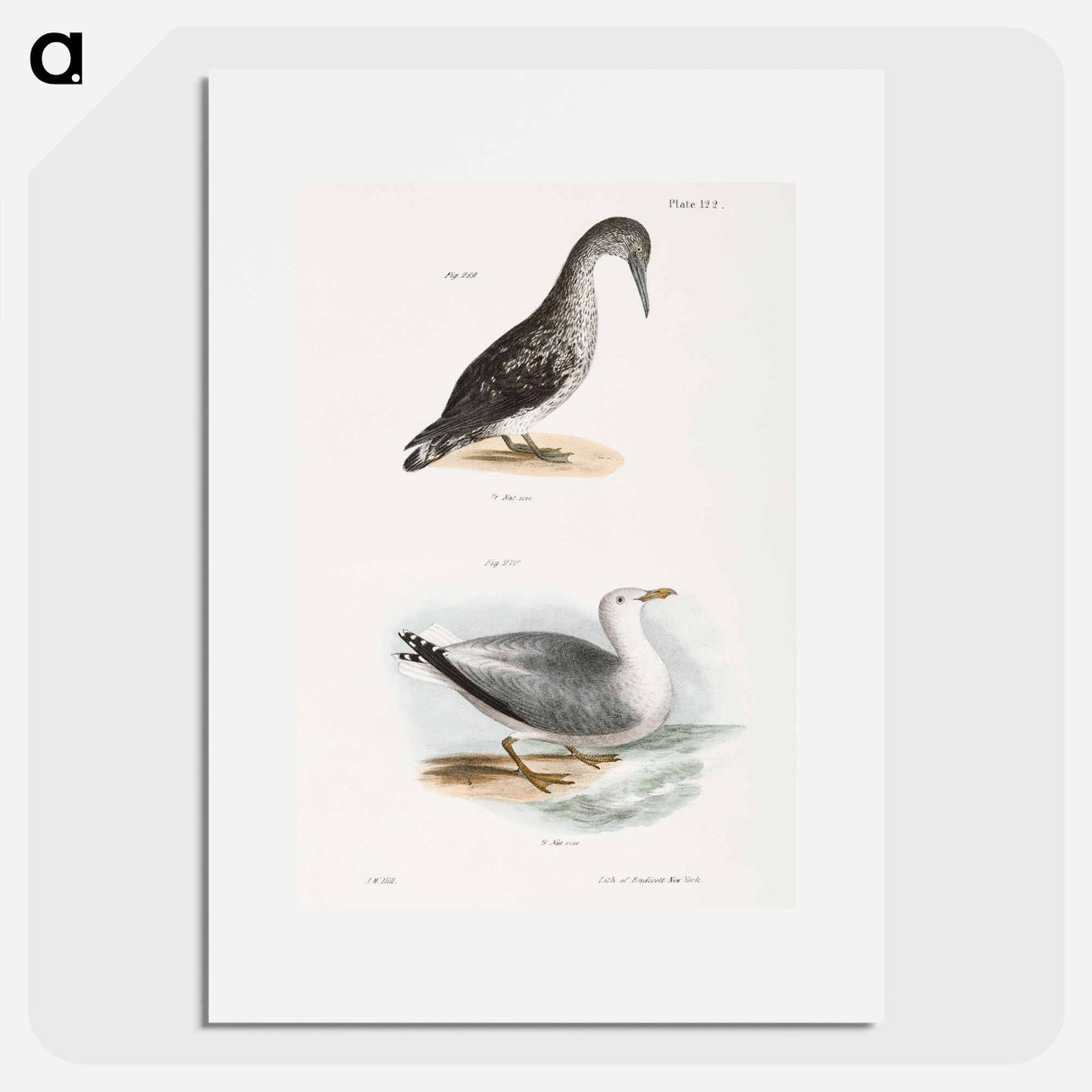 アートポスター-American Gannet, young (Sula americana) Winter Gull (Larus argentatus) illustration from Zoology of New York by - ニューヨークの動物学 Poster.