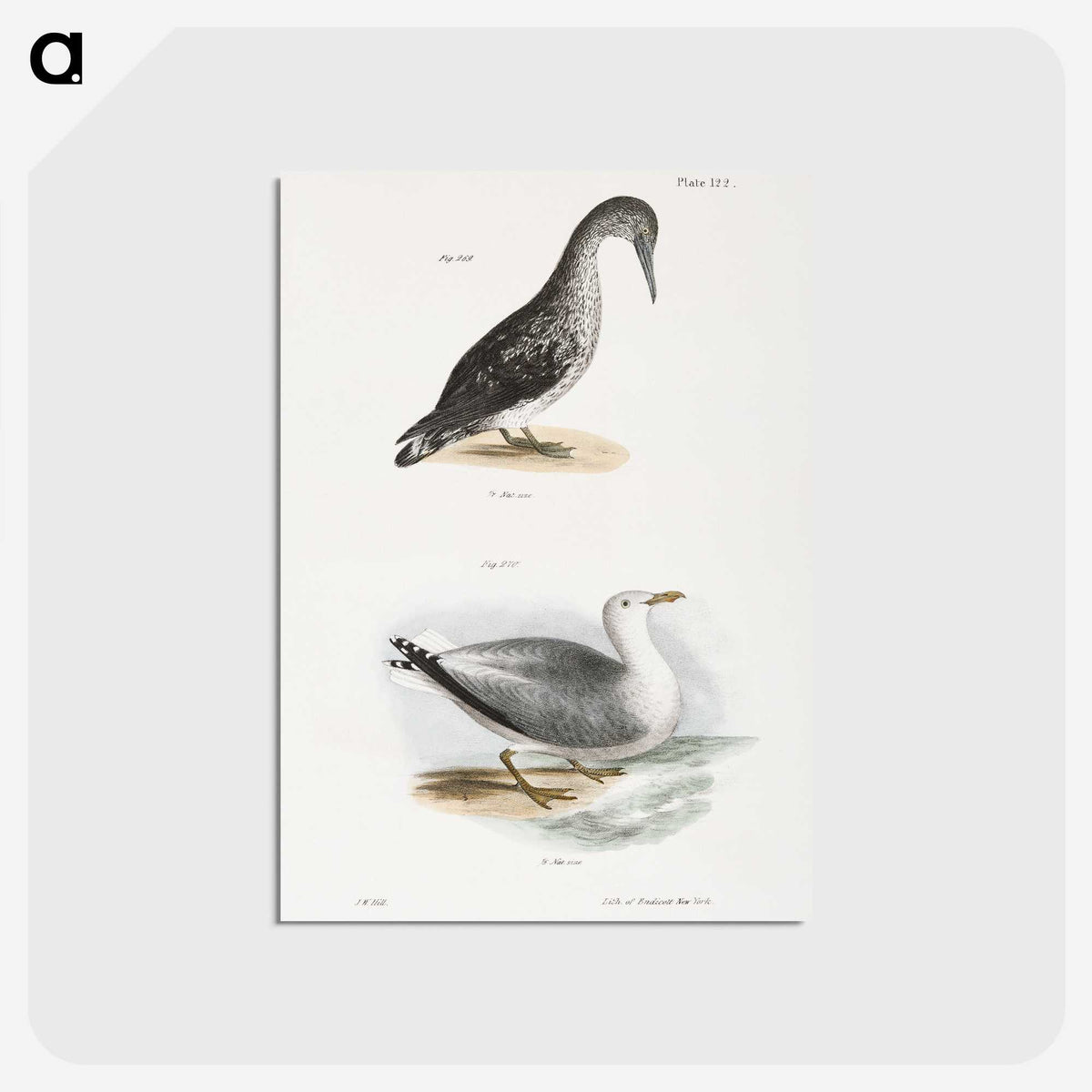 2-46_Zoology-of-New-York_postcard