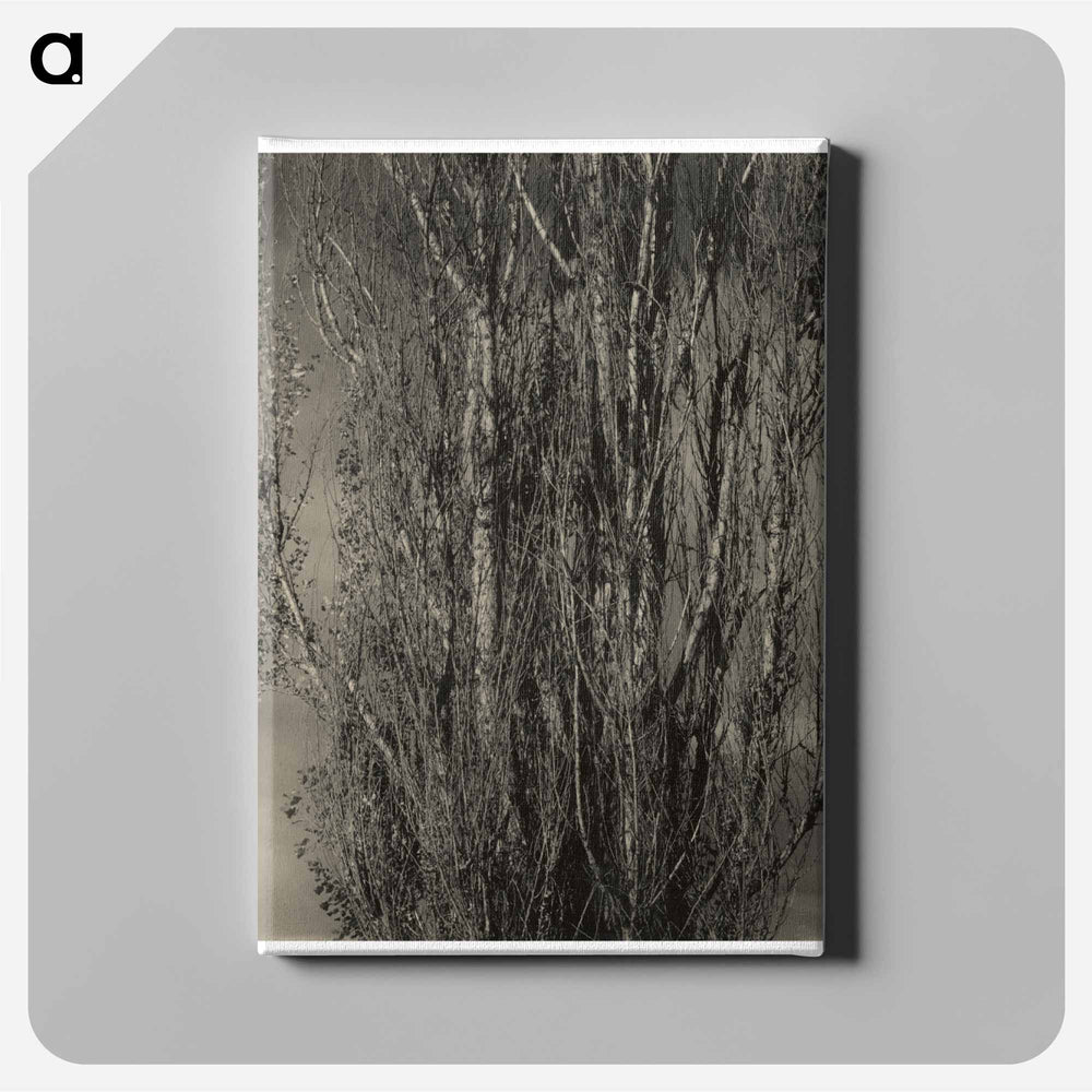 Dying Poplar and Live Branch - Lake George - アルフレッド スティーグリッツ Canvas.