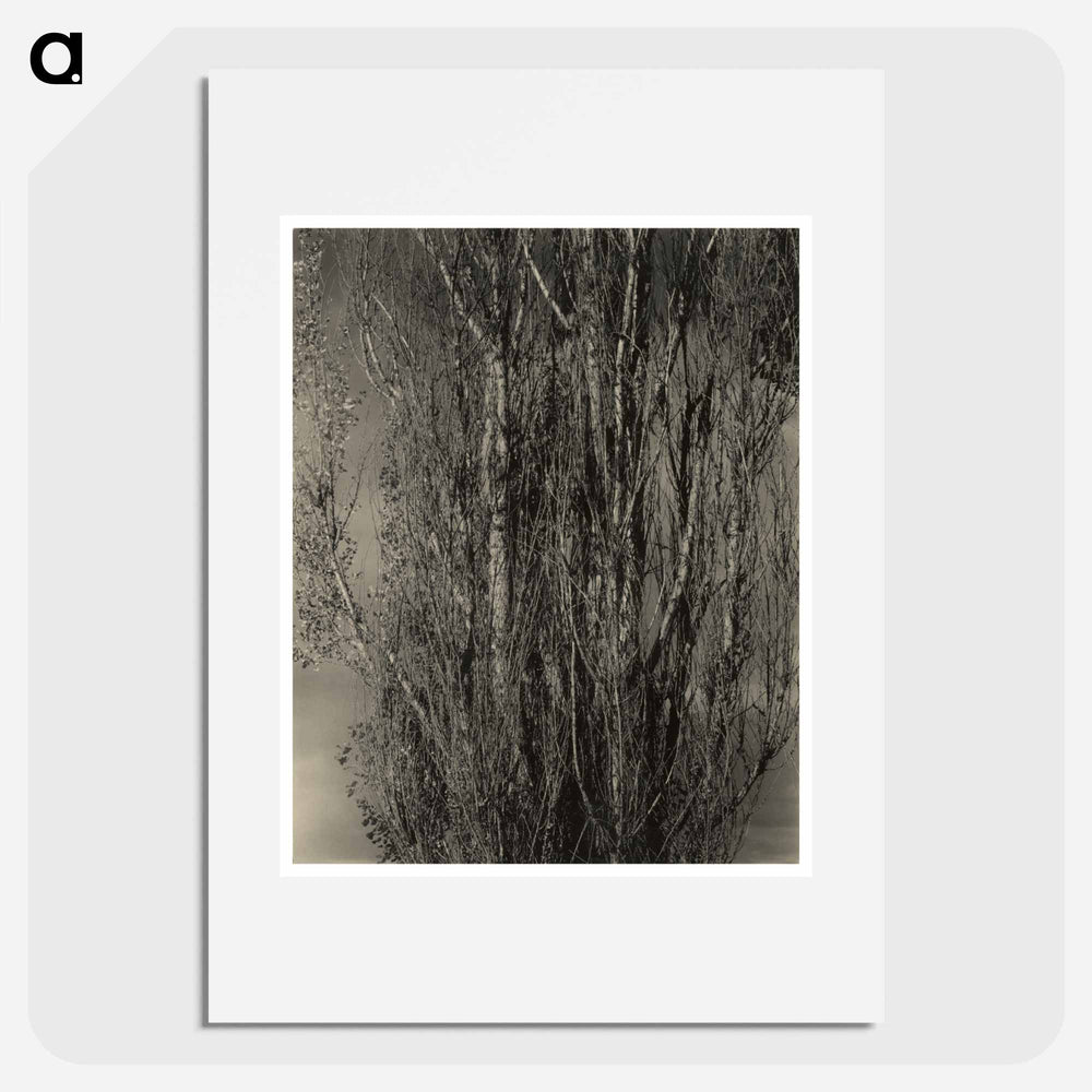 Dying Poplar and Live Branch - Lake George - アルフレッド スティーグリッツ Poster.