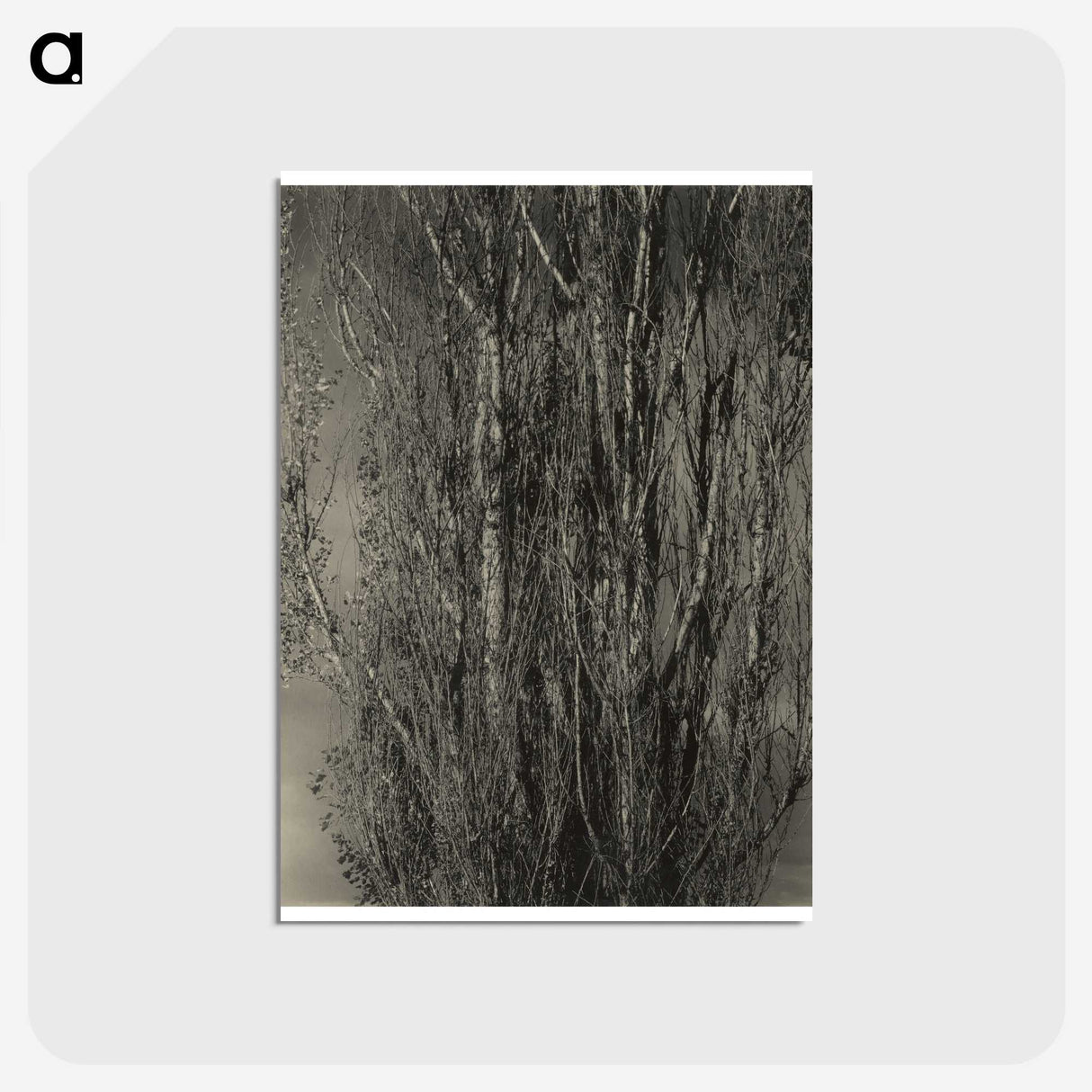 2-47_Alfred-Stieglitz_postcard