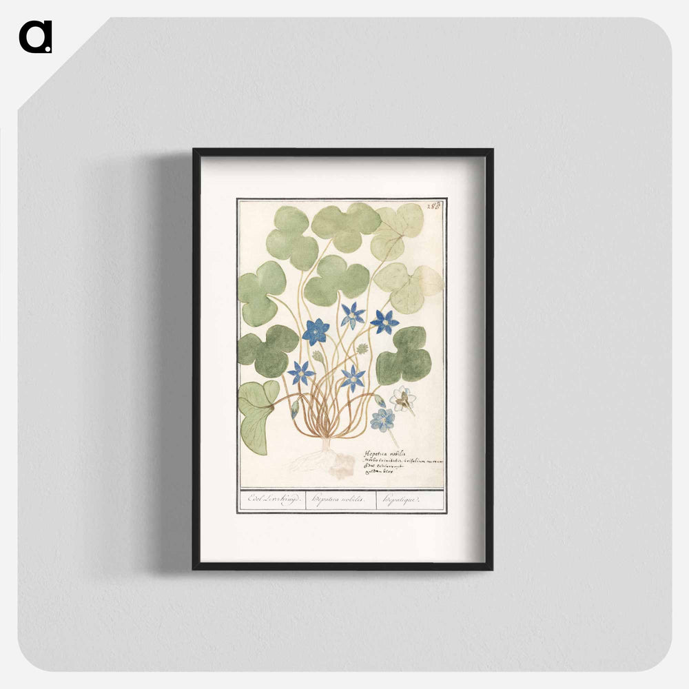 Liver flower, Anemone hepatica - アンセルムス ボエティウス デ ブート Poster.
