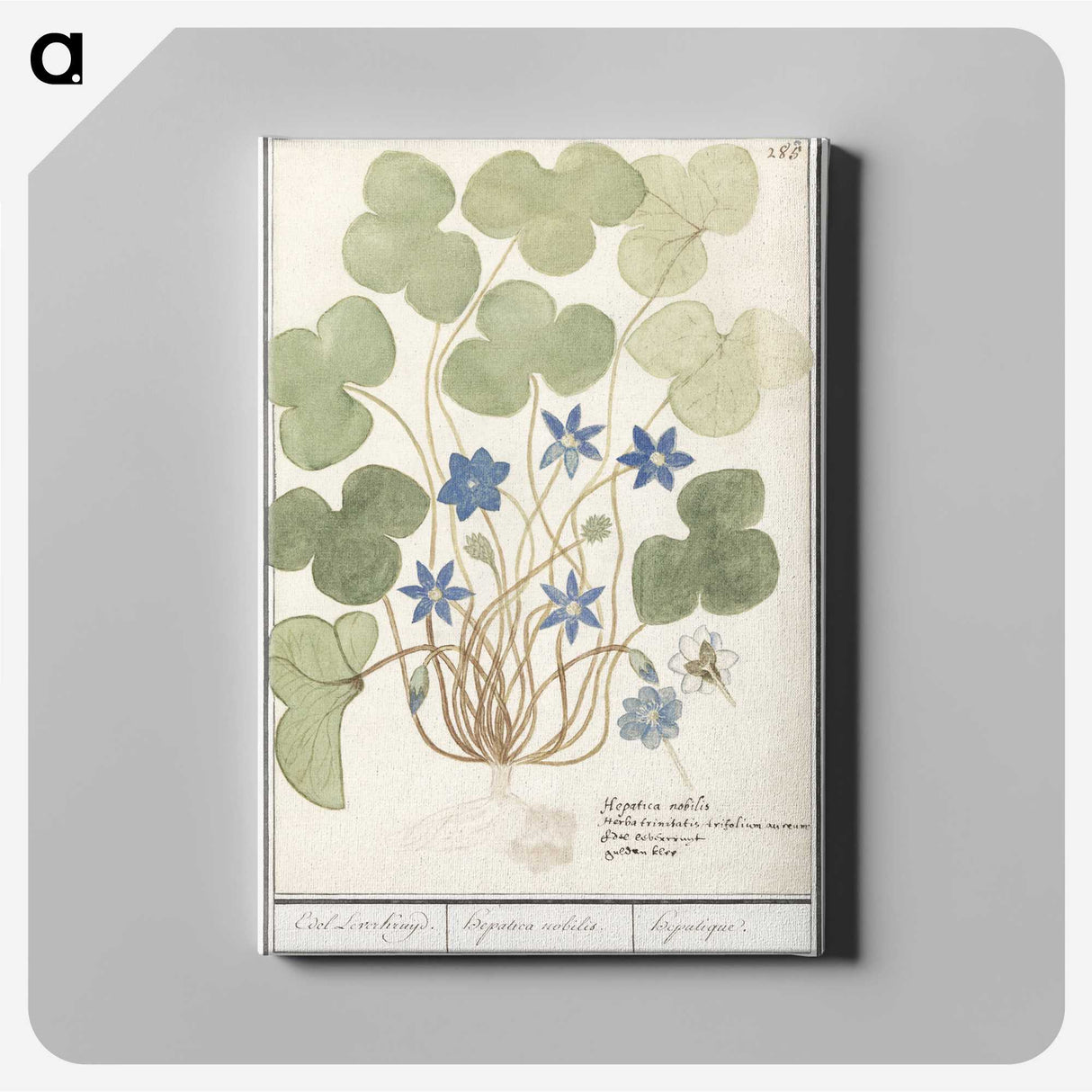 2-47_Anselmus-Boetius-de-Boodt_canvas