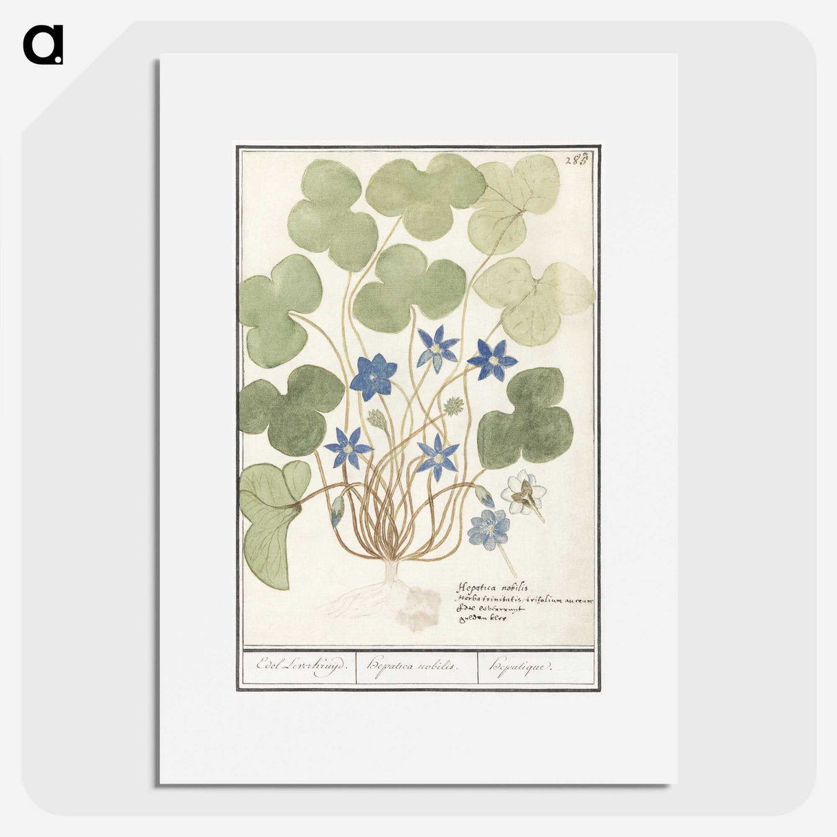 2-47_Anselmus-Boetius-de-Boodt_picture
