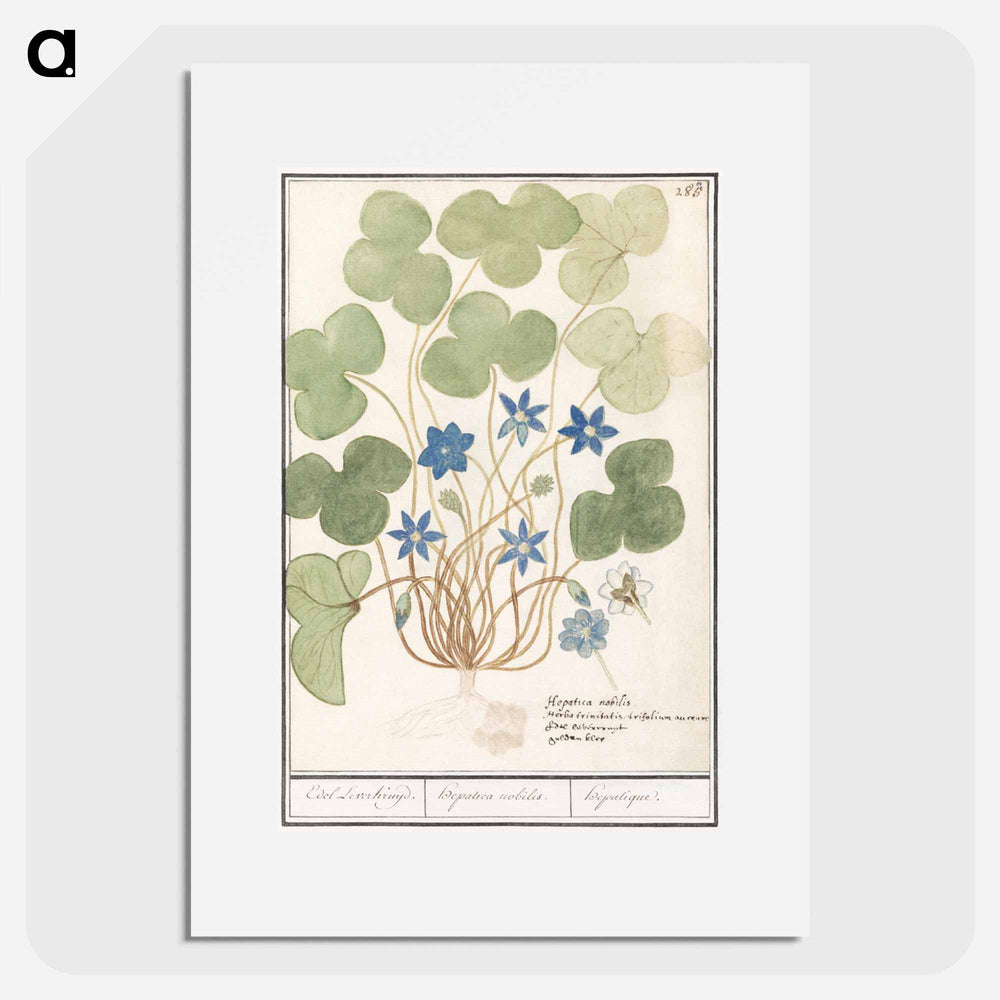 Liver flower, Anemone hepatica - アンセルムス ボエティウス デ ブート Poster.