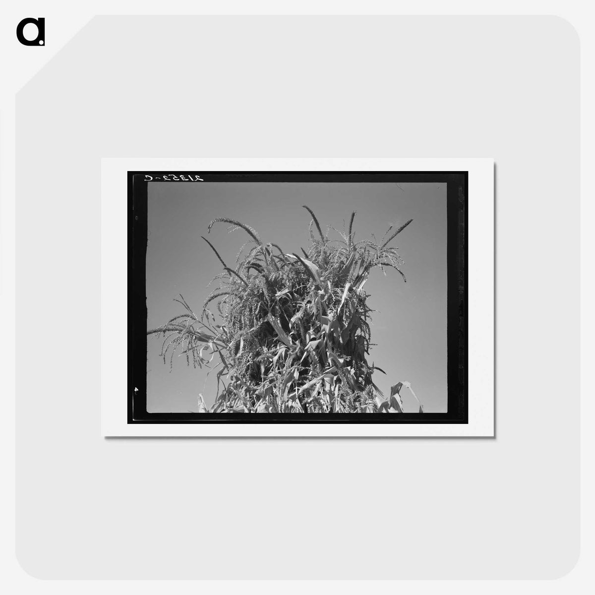 2-47_Dorothea-Lange_hagaki