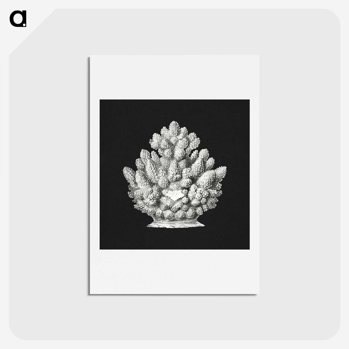 2-47_Ernst-Haeckel_hagaki