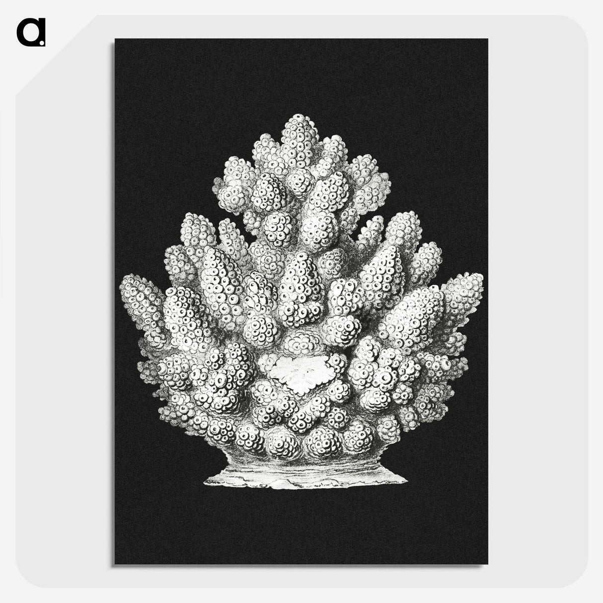 2-47_Ernst-Haeckel_picture-crop