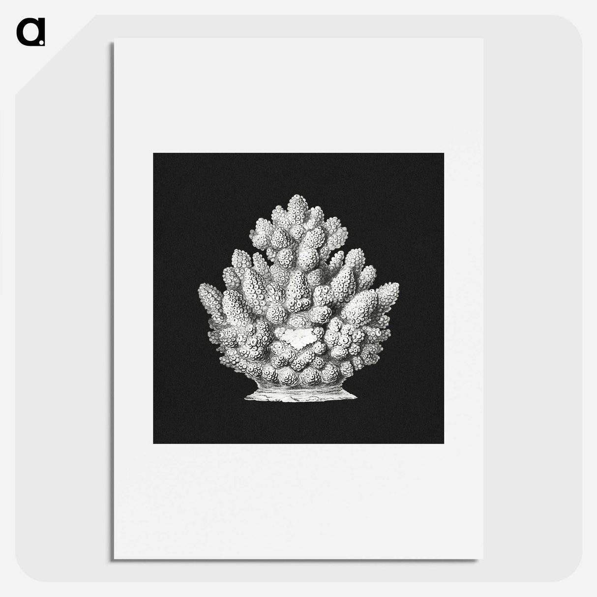 2-47_Ernst-Haeckel_picture