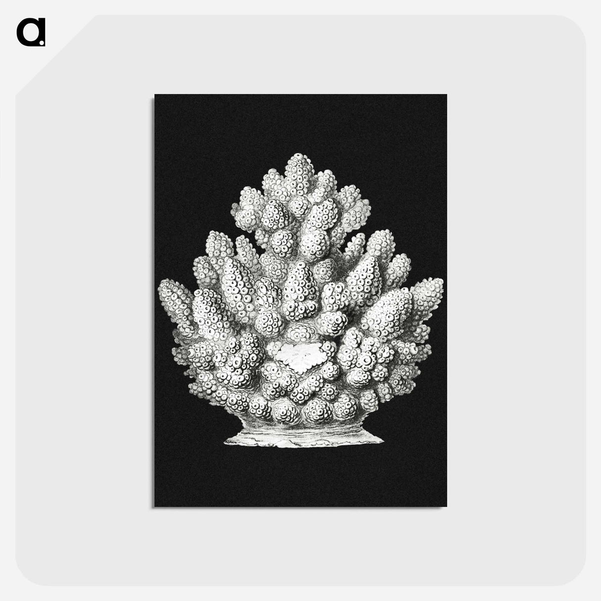 アートポストカード-Vintage coral marine life illustration - エルンスト ヘッケル Postcard.