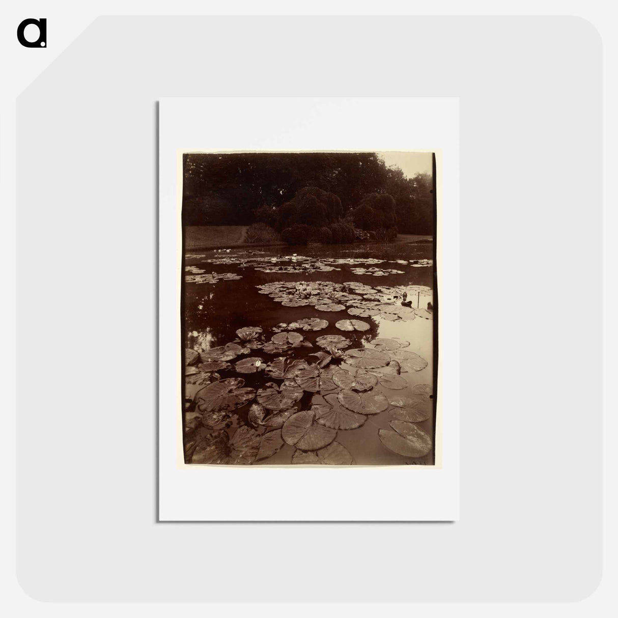 アートポストカード-Water Lilies
- ウジェーヌ アジェ Postcard.