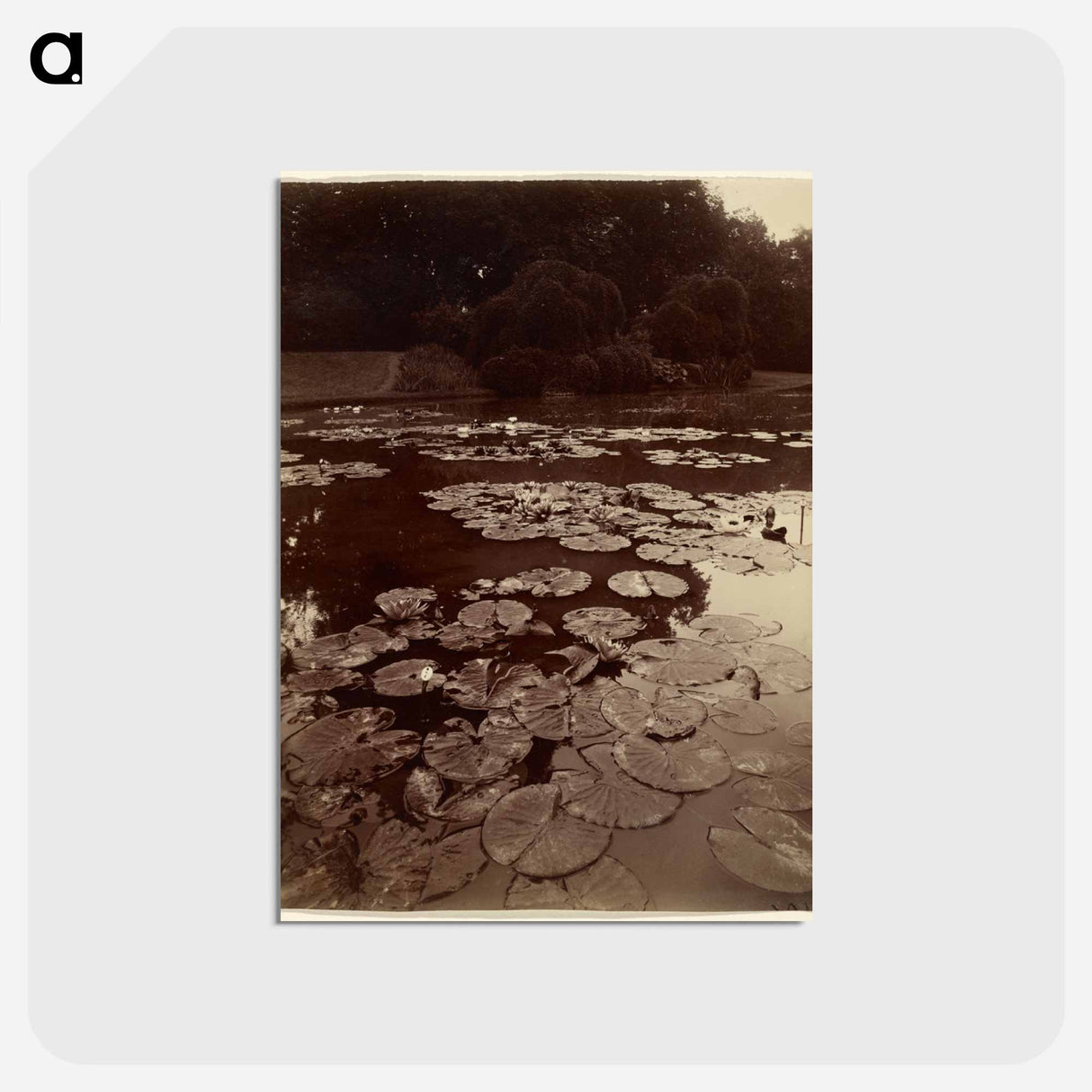 アートポストカード-Water Lilies
- ウジェーヌ アジェ Postcard.