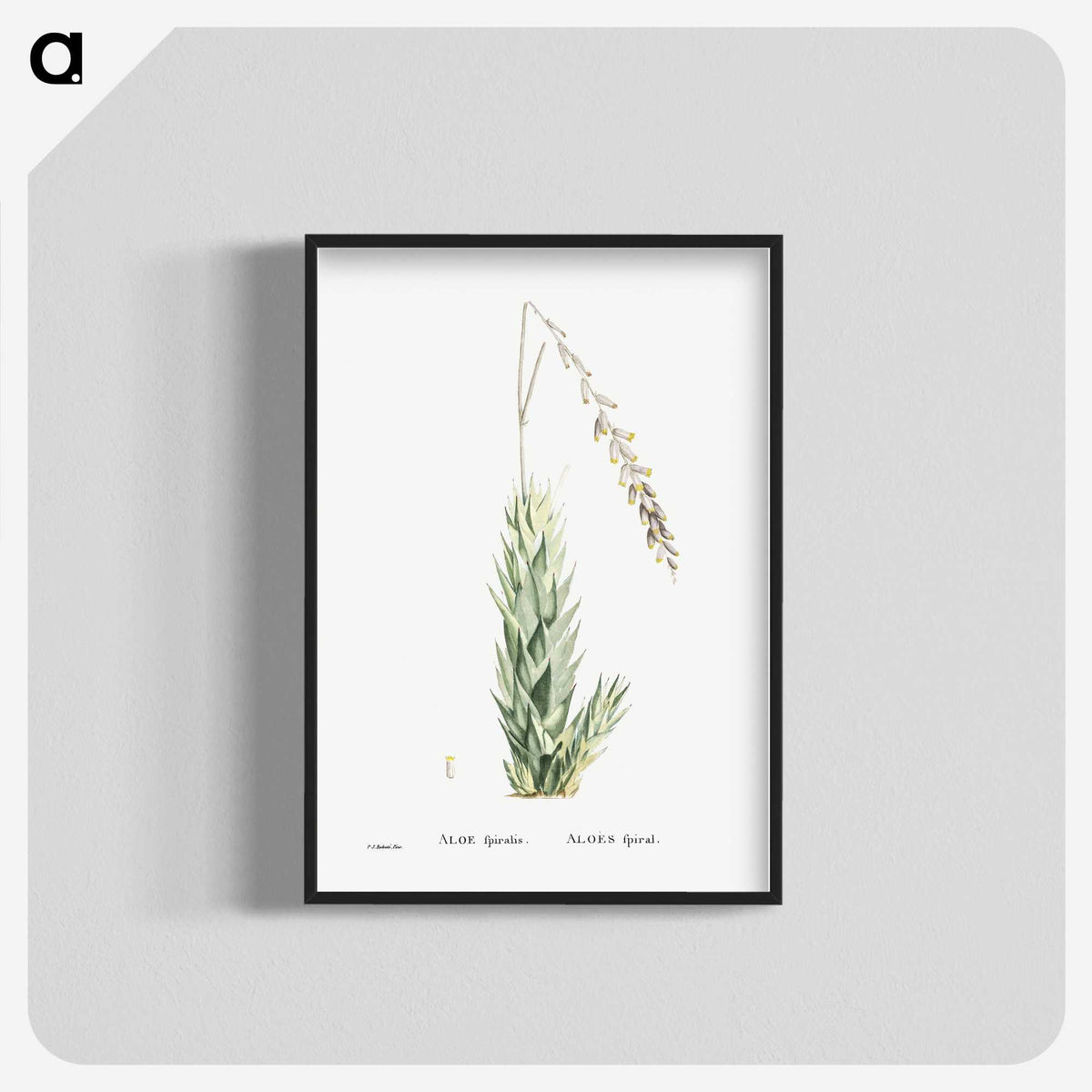 2-47_Histoire-des-Plantes-Grasses_blk-crop