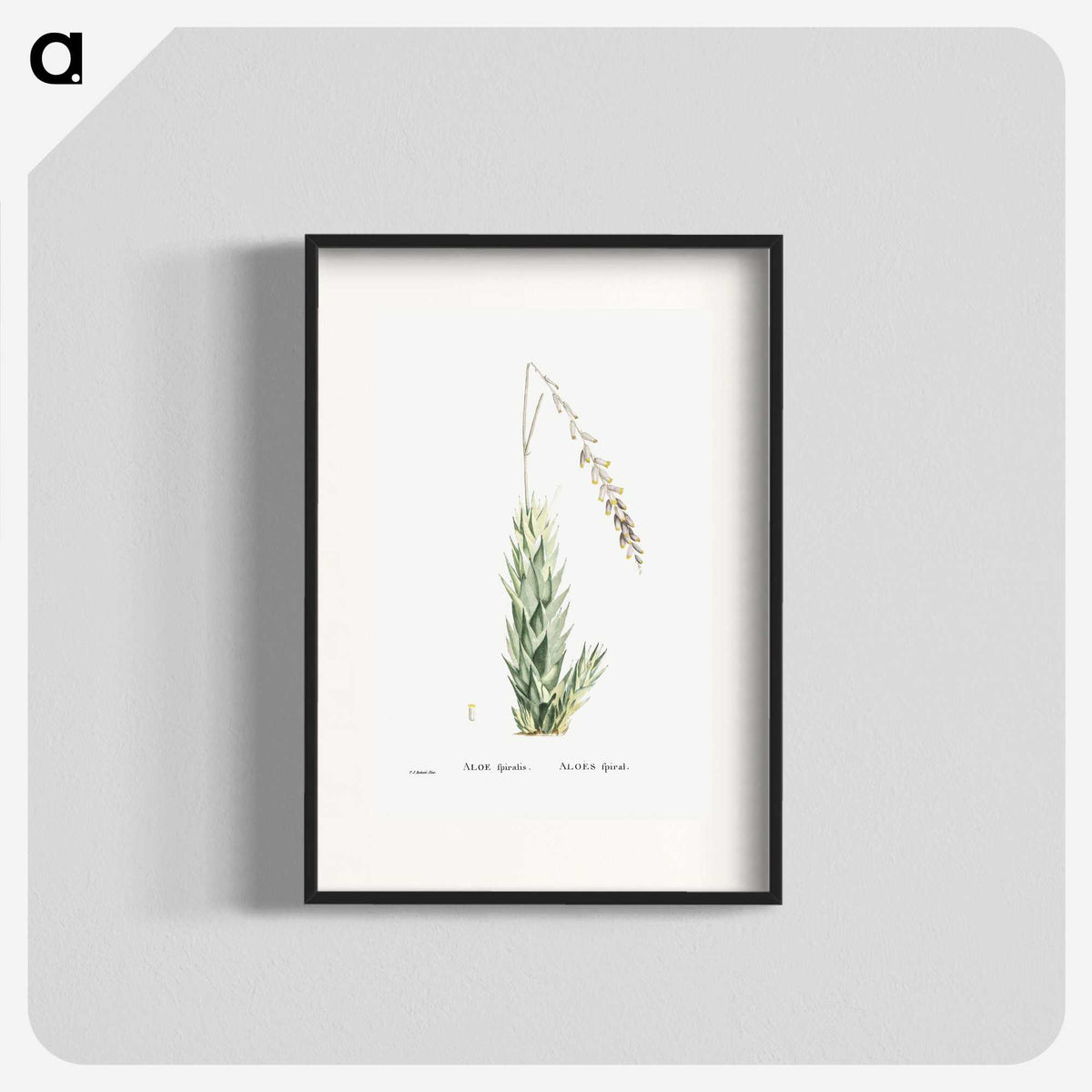 2-47_Histoire-des-Plantes-Grasses_blk
