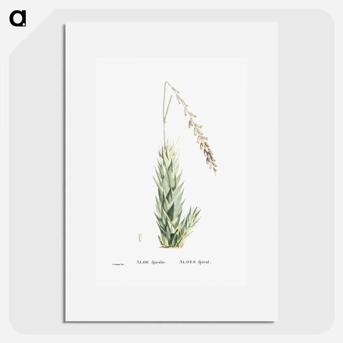 2-47_Histoire-des-Plantes-Grasses_picture