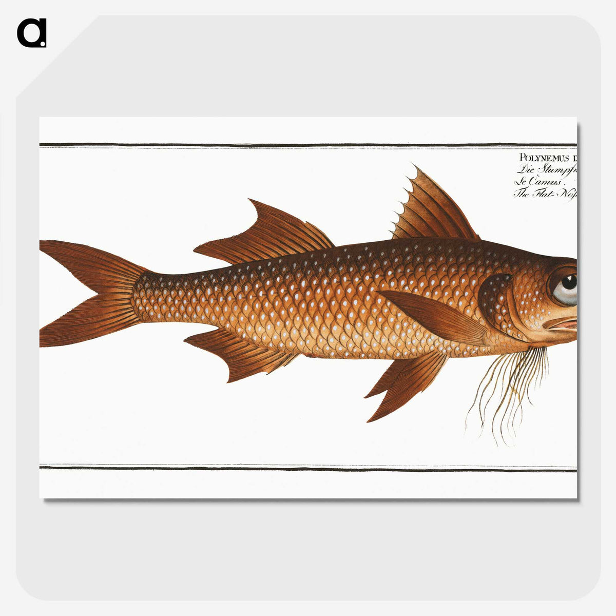 2-47_Ichtyologie-ou-Histoire-naturelle_picture-crop