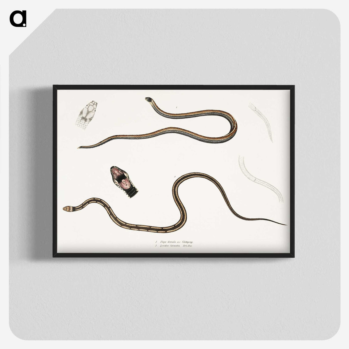 2-47_Indian-Zoology_blk-crop