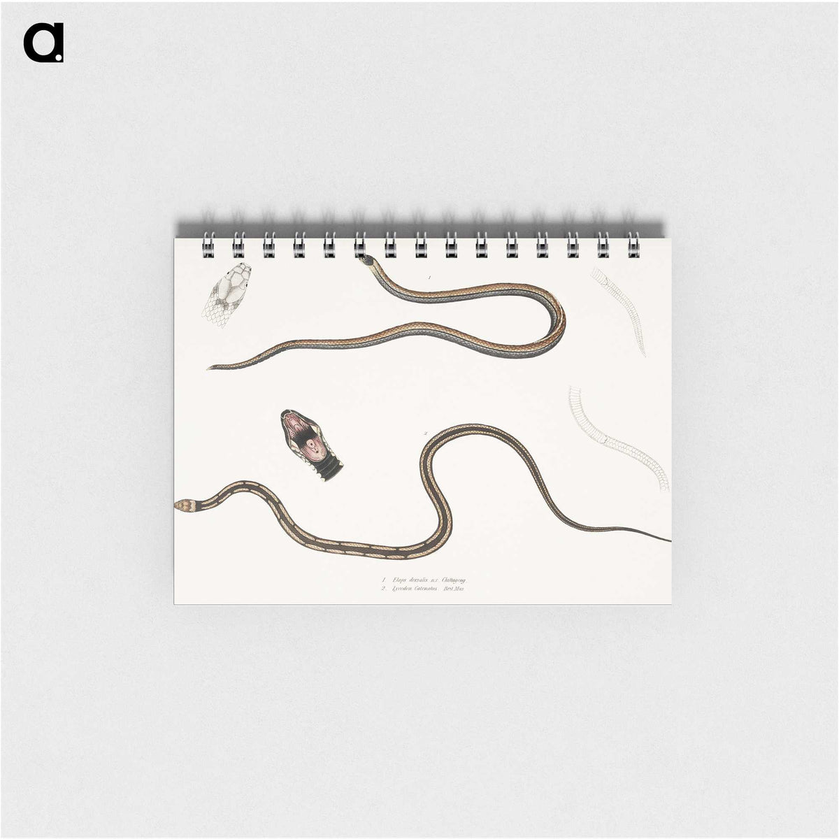 2-47_Indian-Zoology_memo